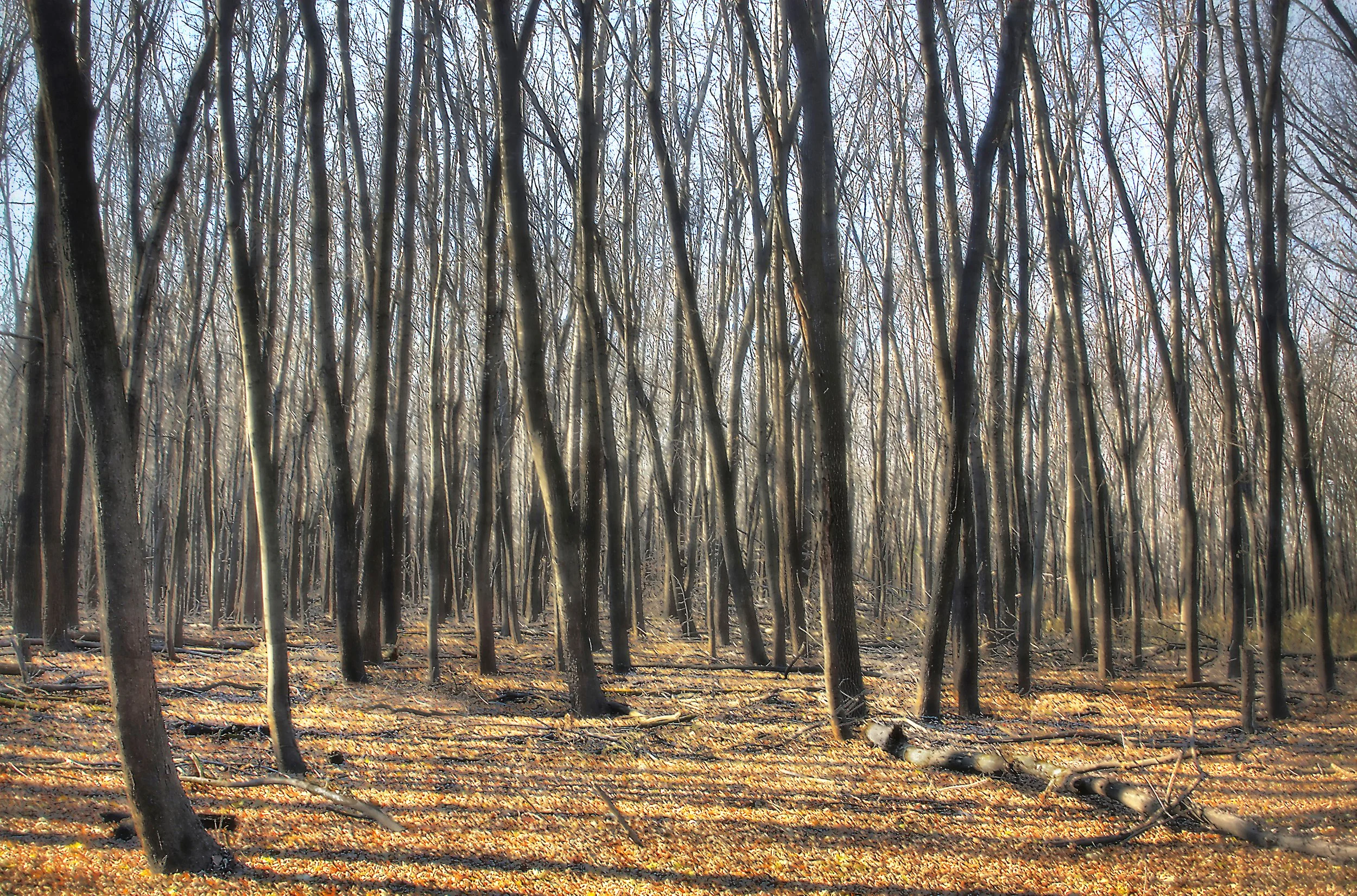 November Woods