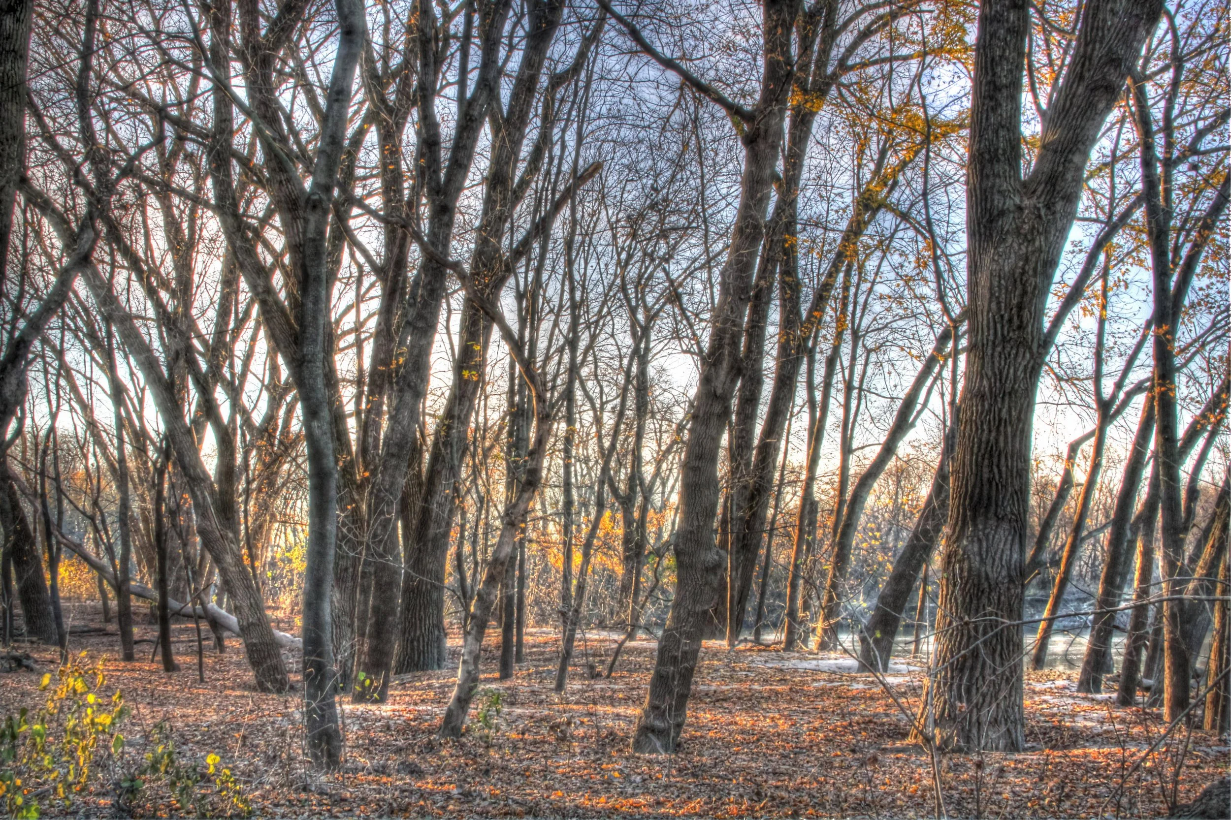 Twilight in a Riverbank Wood