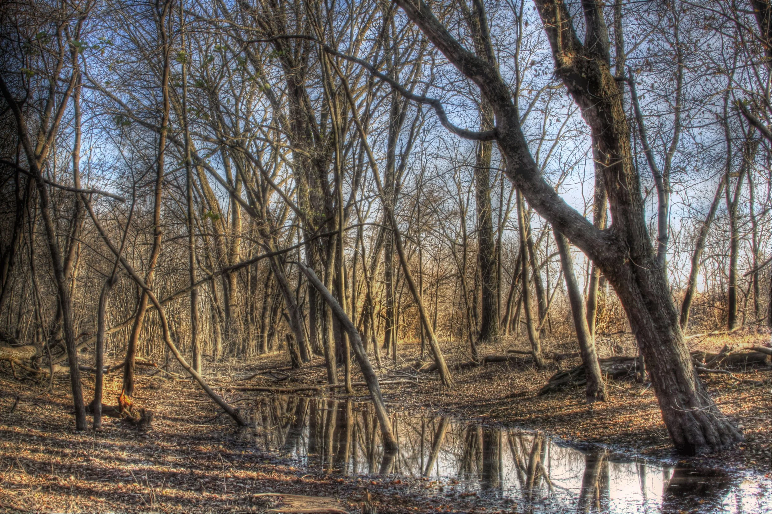 Flooded Woods at Dusk