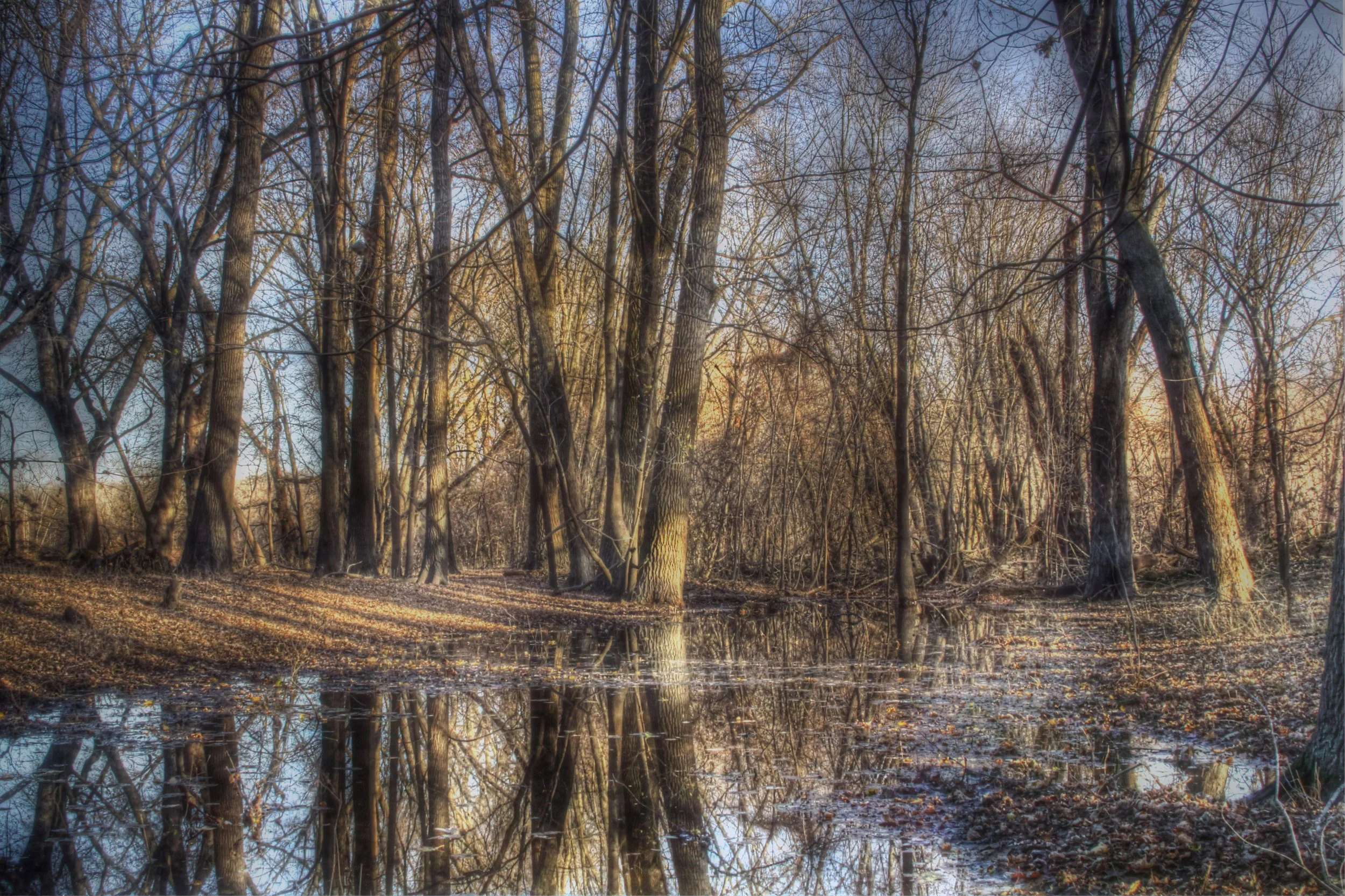 Flooded Woods at Dusk 2