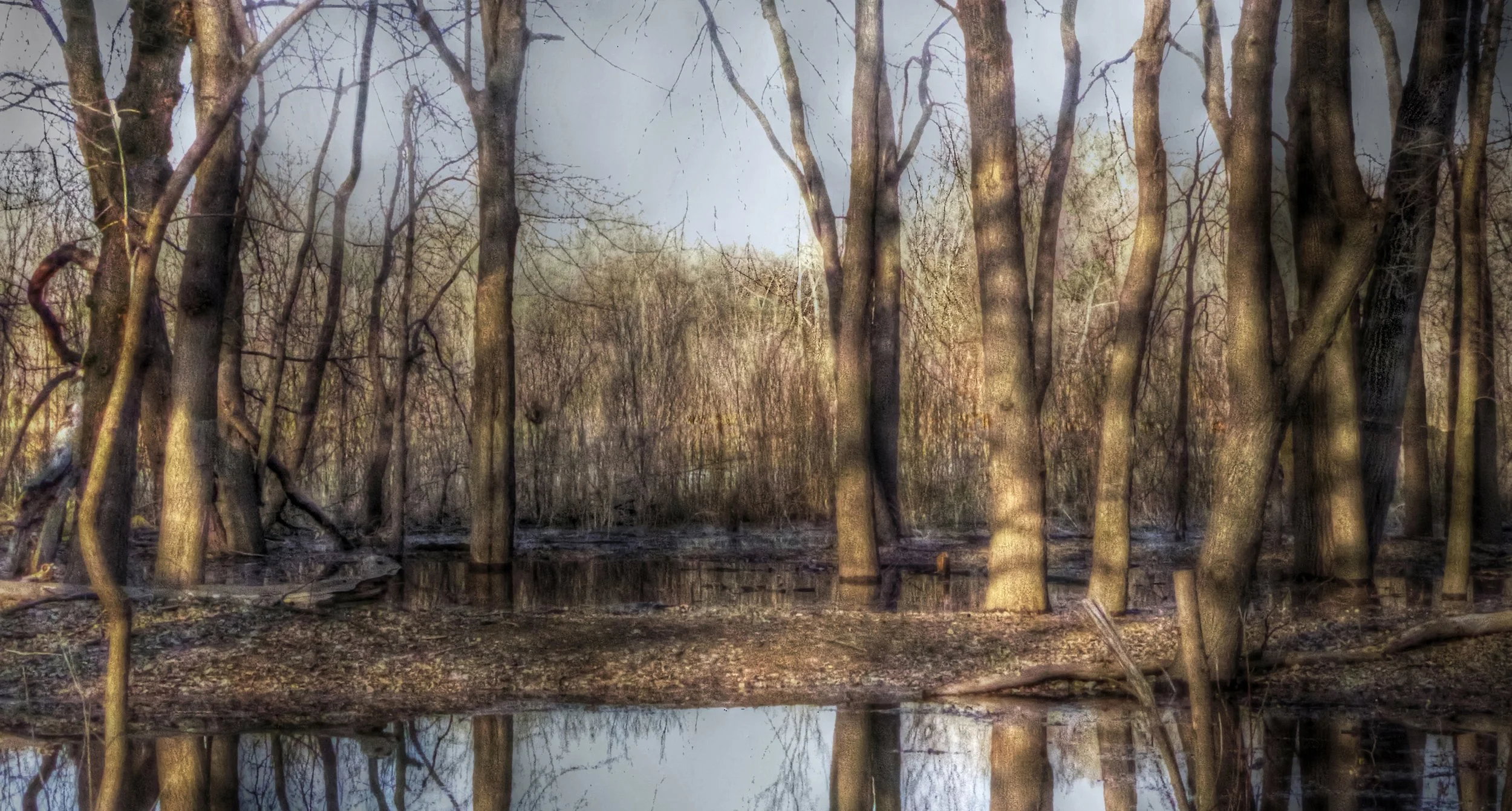 Flooded Riverbank Wood