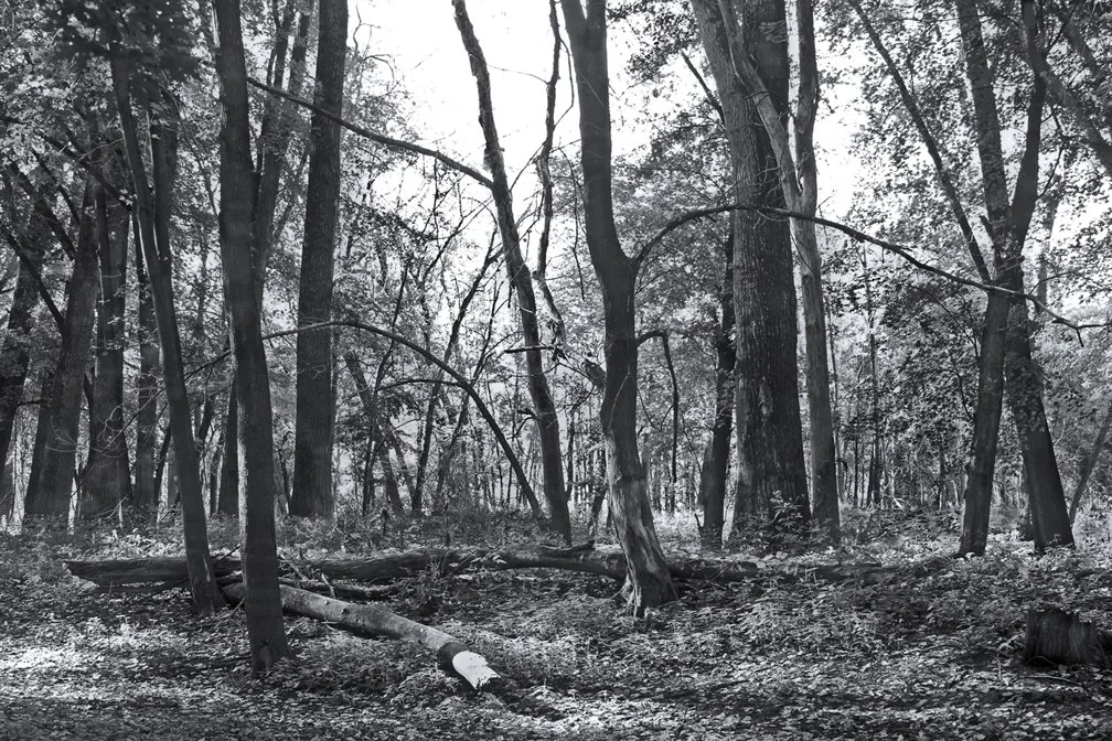 Woodland Scene - B&W