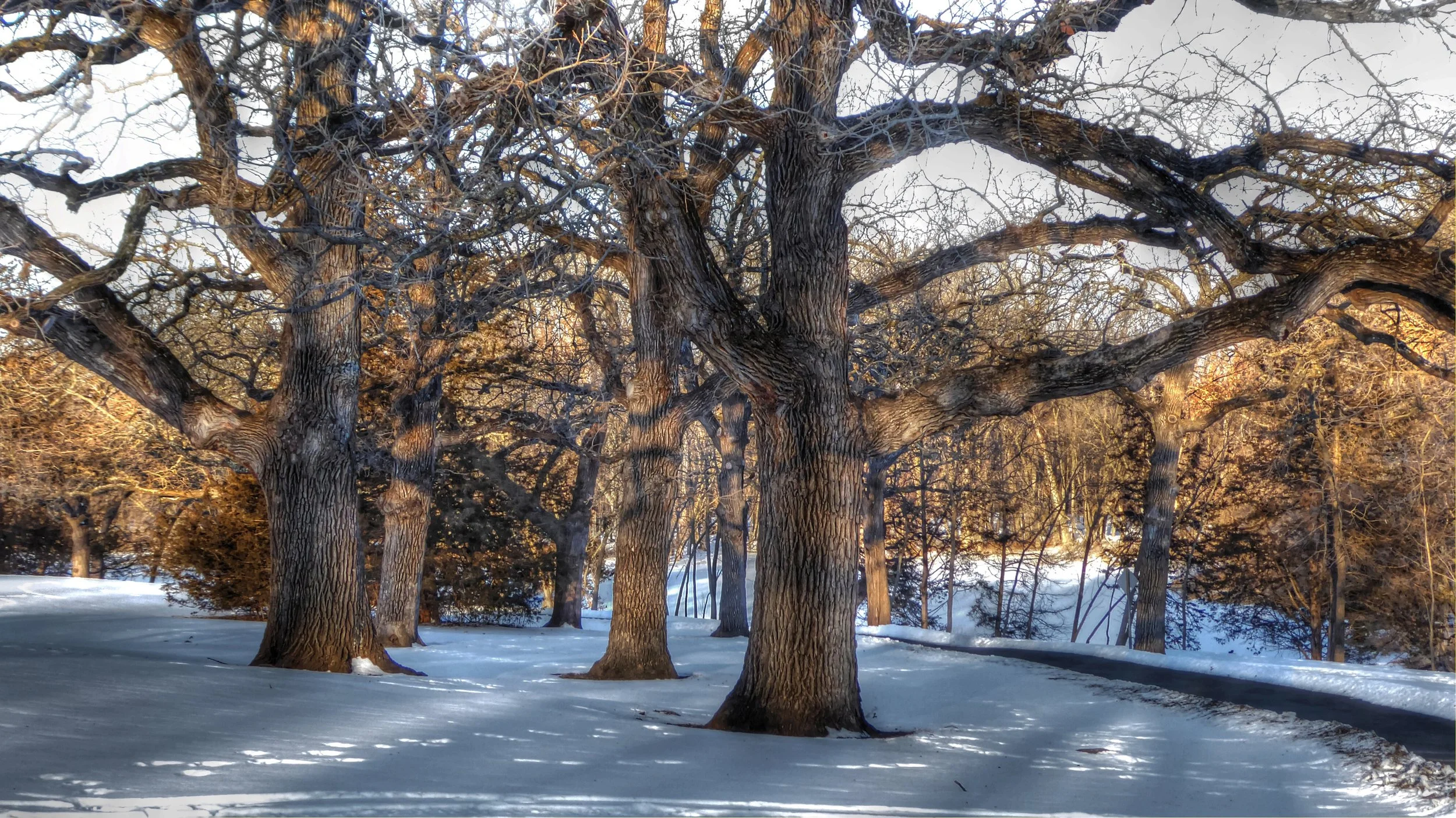 Trees in Winter Light II