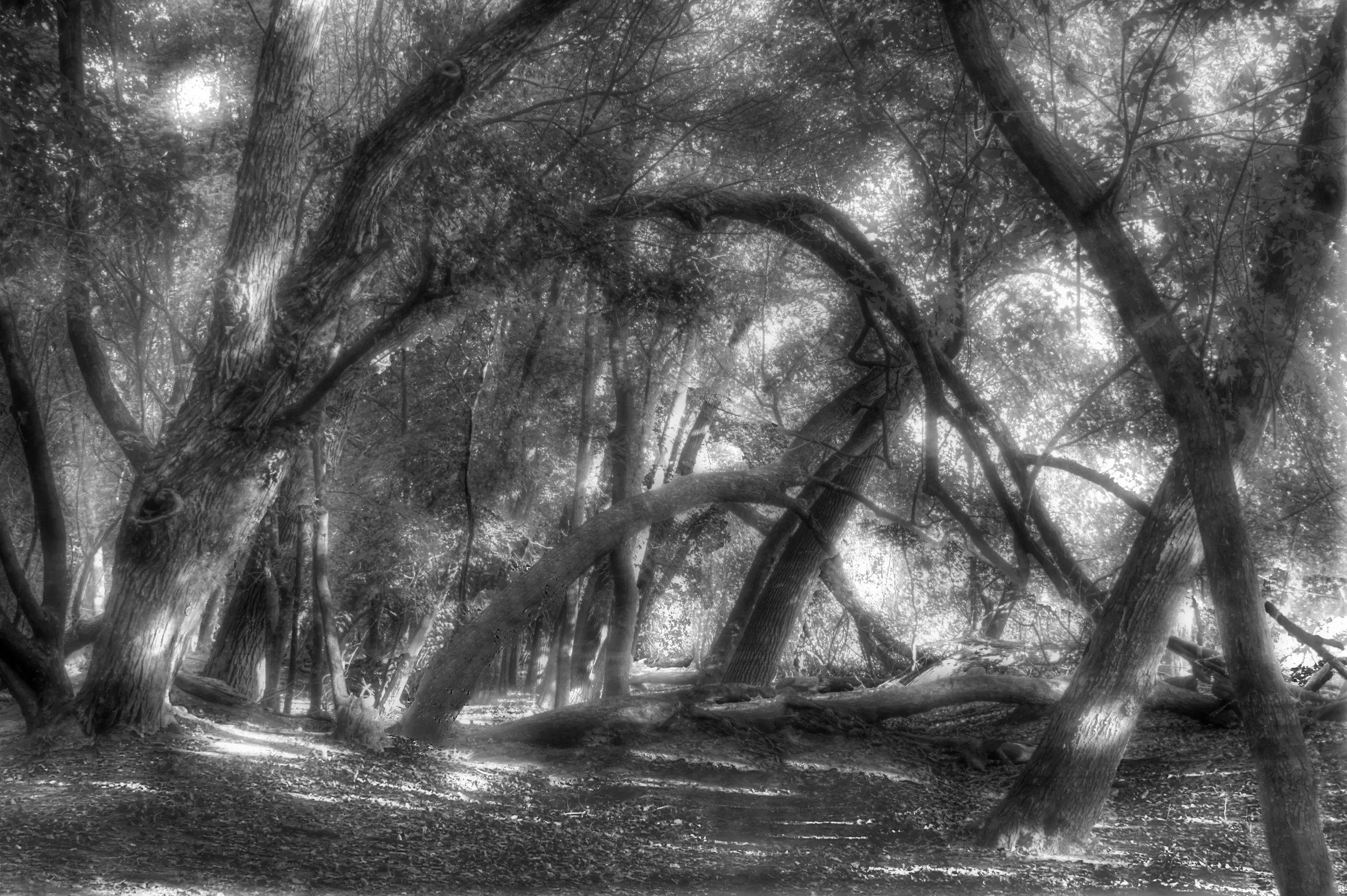 Deep Woods - B&W