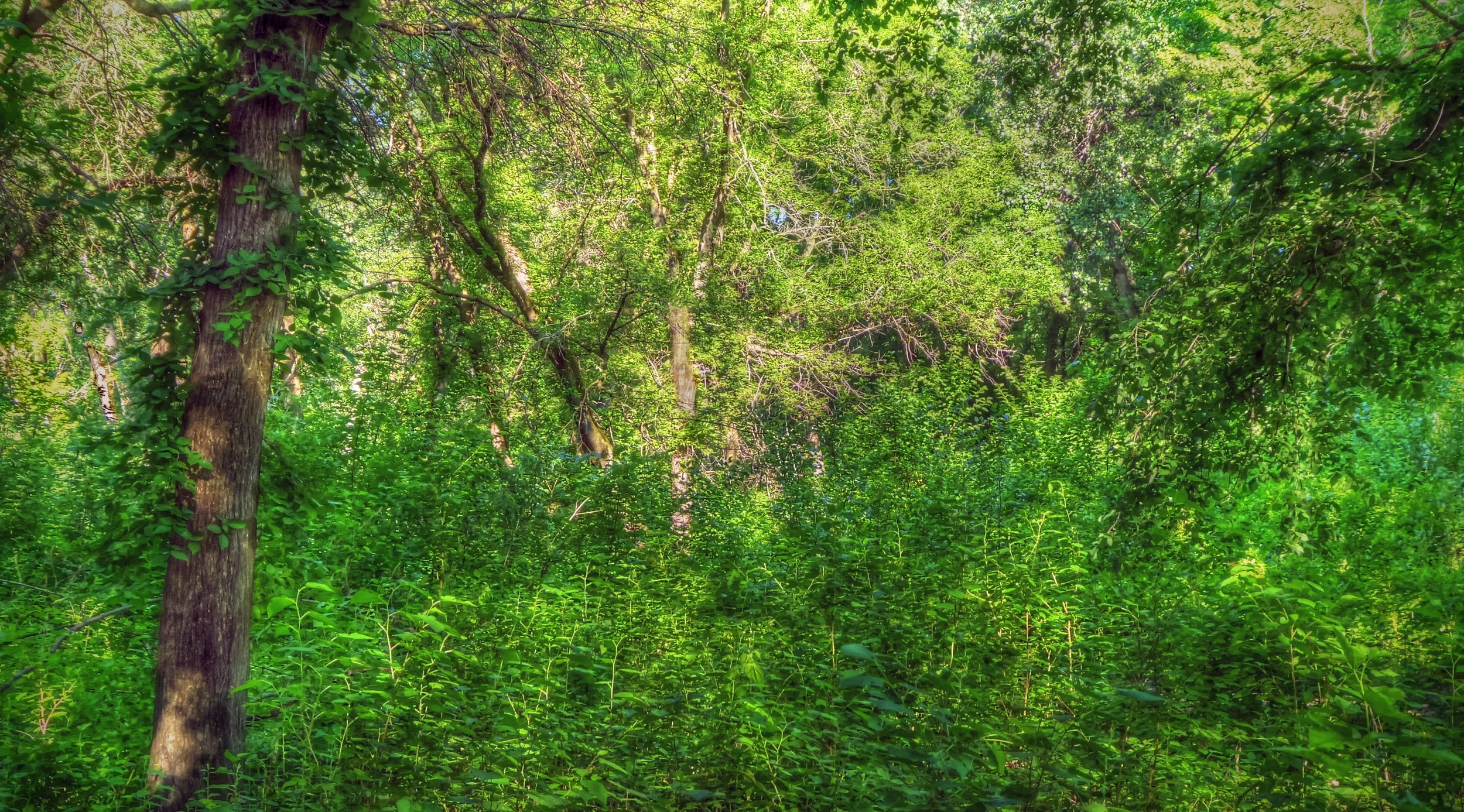Summer Woods II