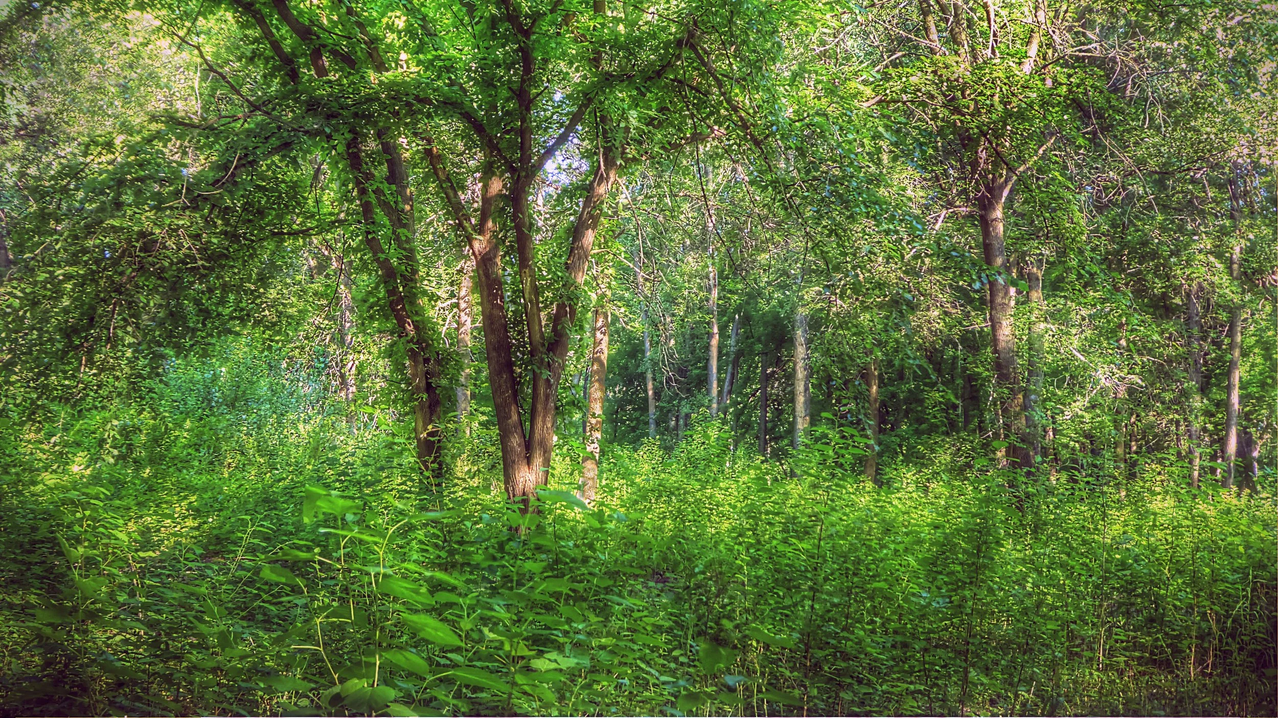Summer Woods