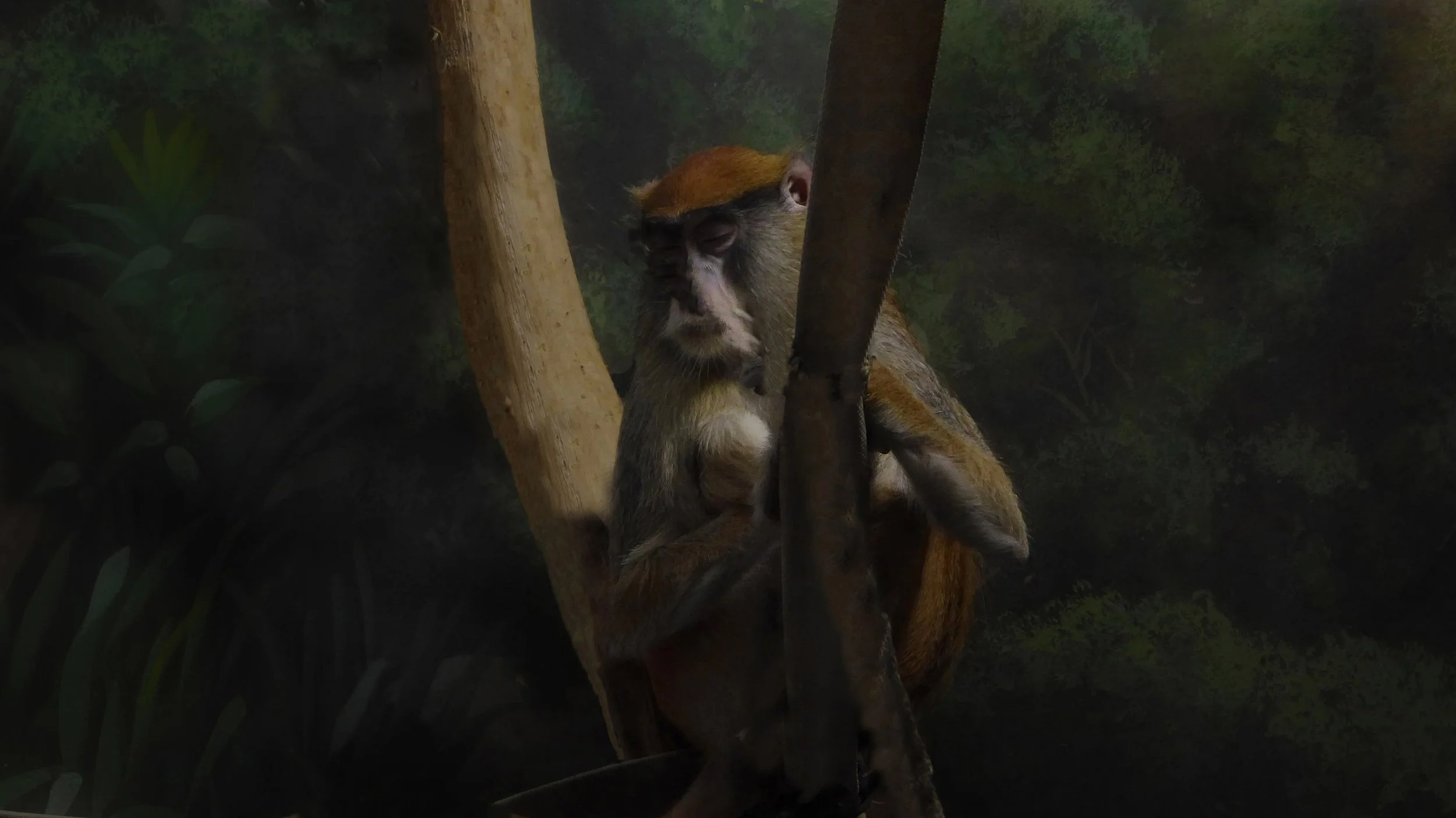 Patas Monkey