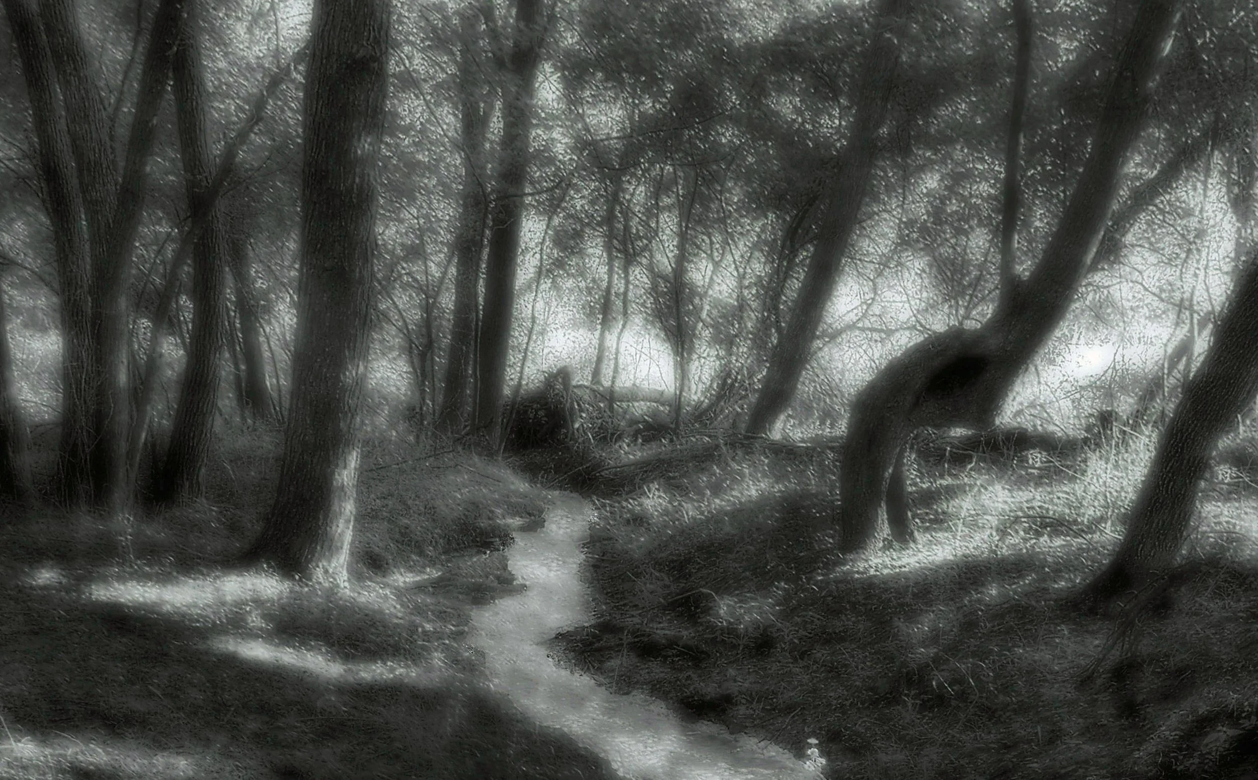 Woodland Stream at Morning