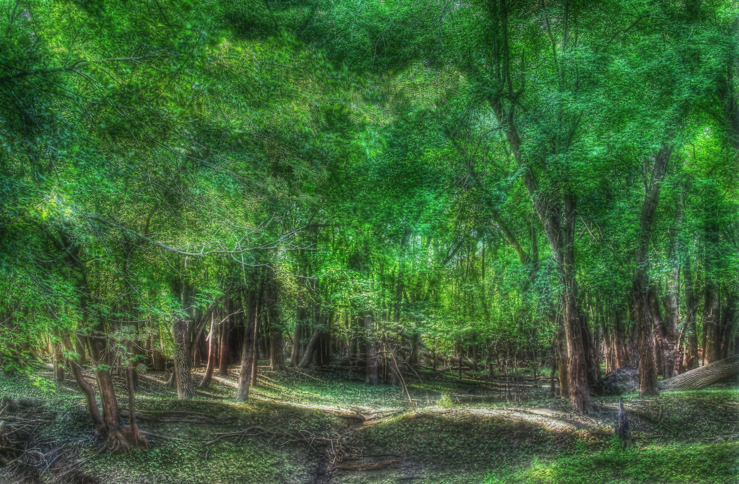 Early Morning on the Riverbank 