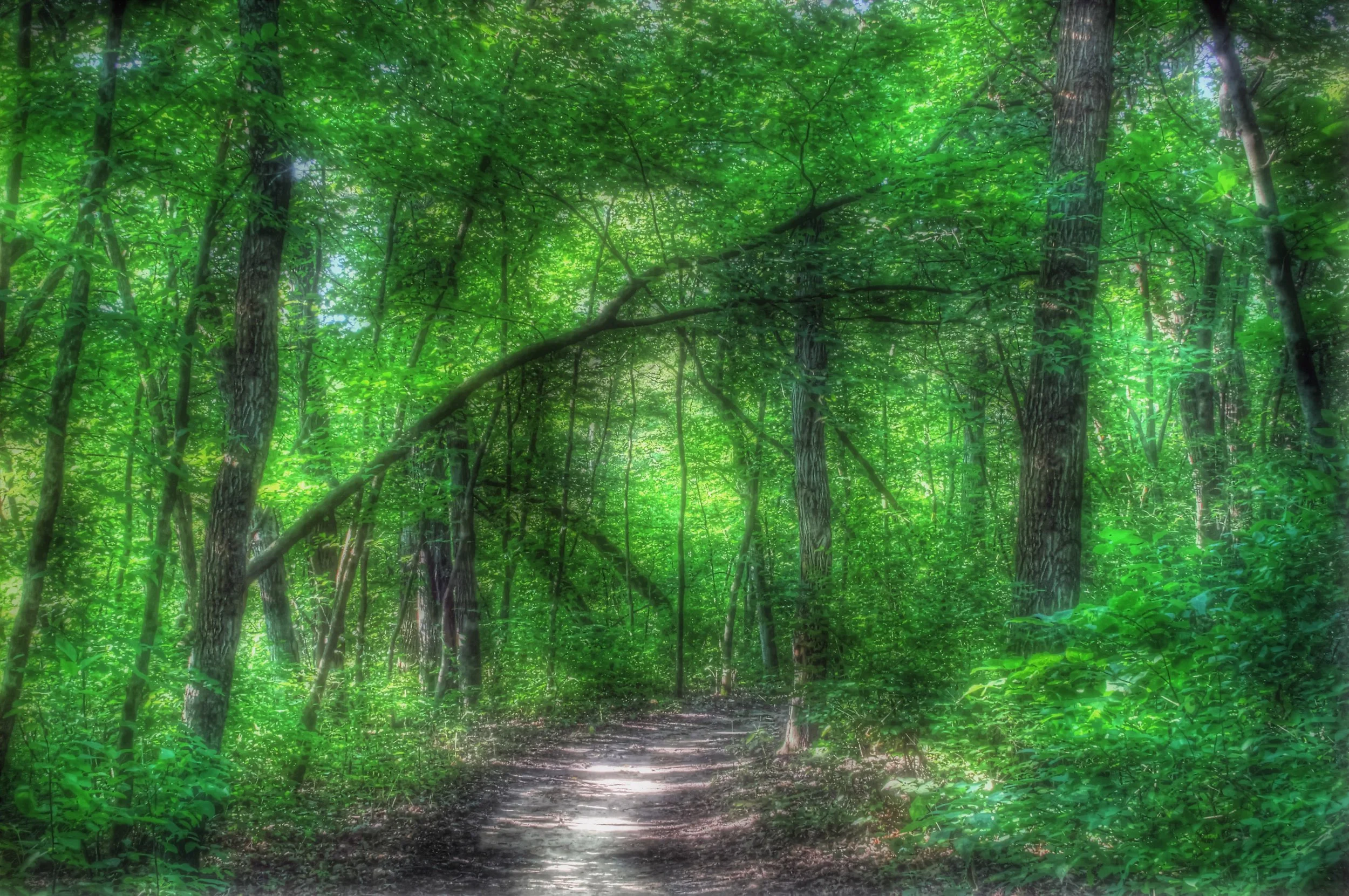 Trail in a Summer Wood