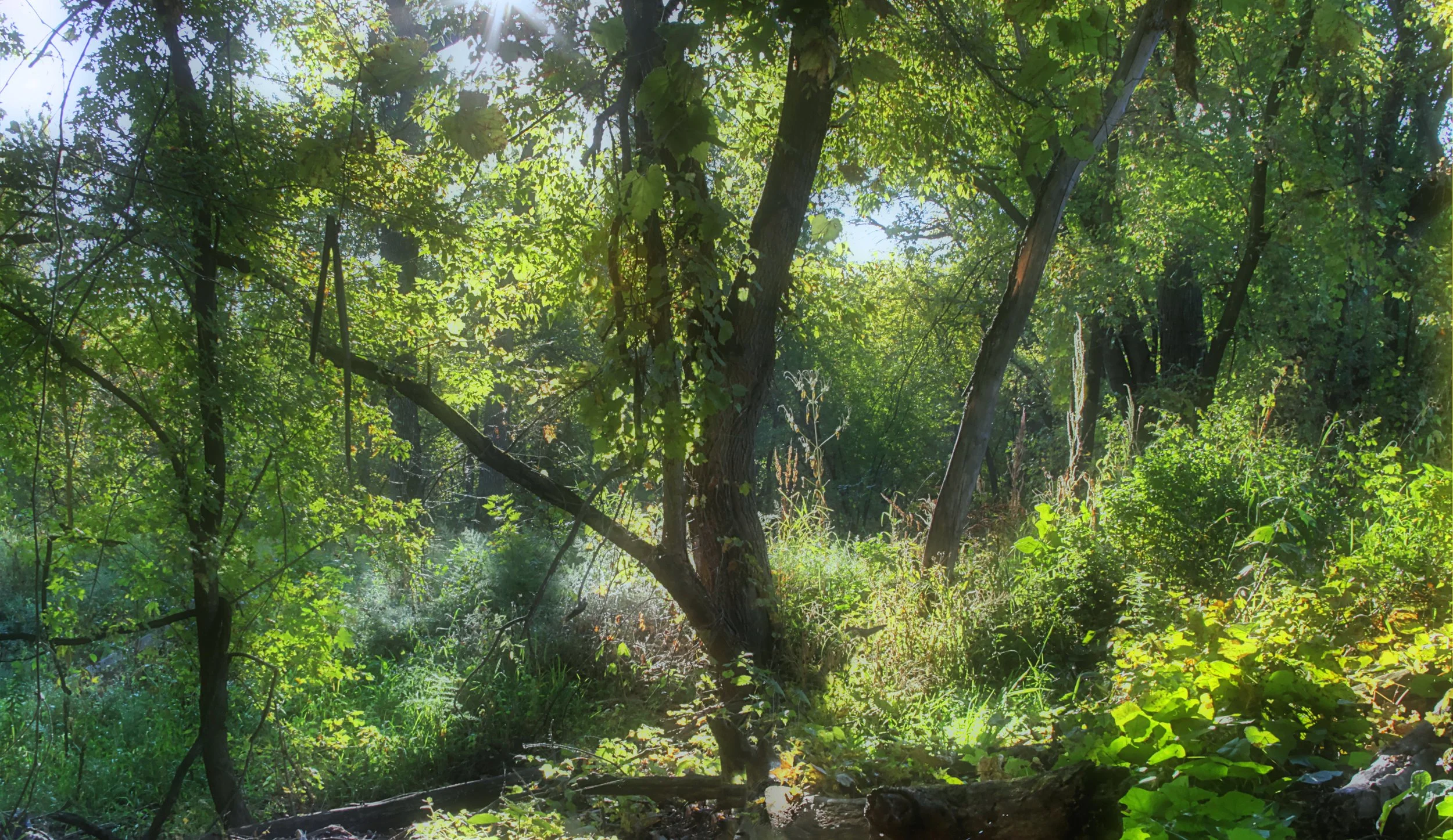 Woods in Early Light