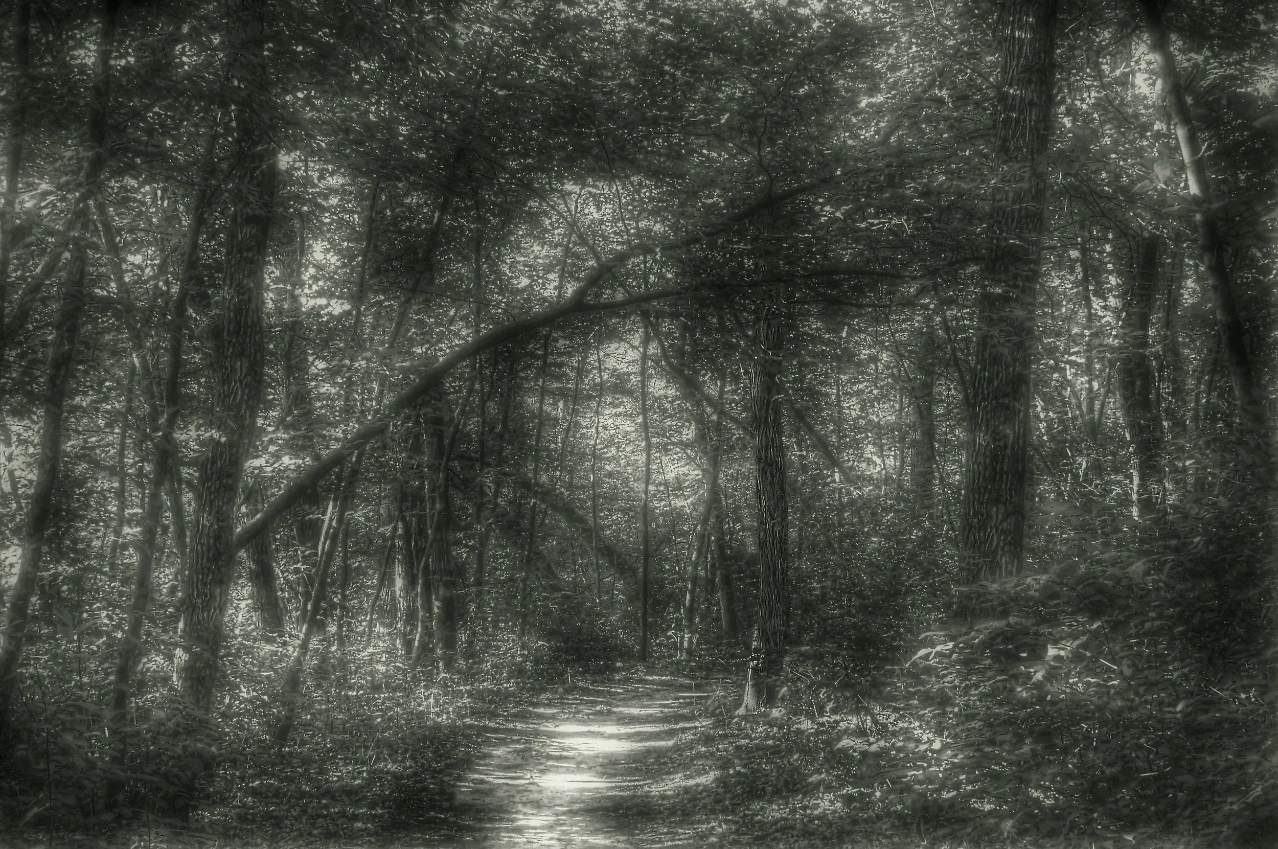 Trail in a Summer Wood-B&W
