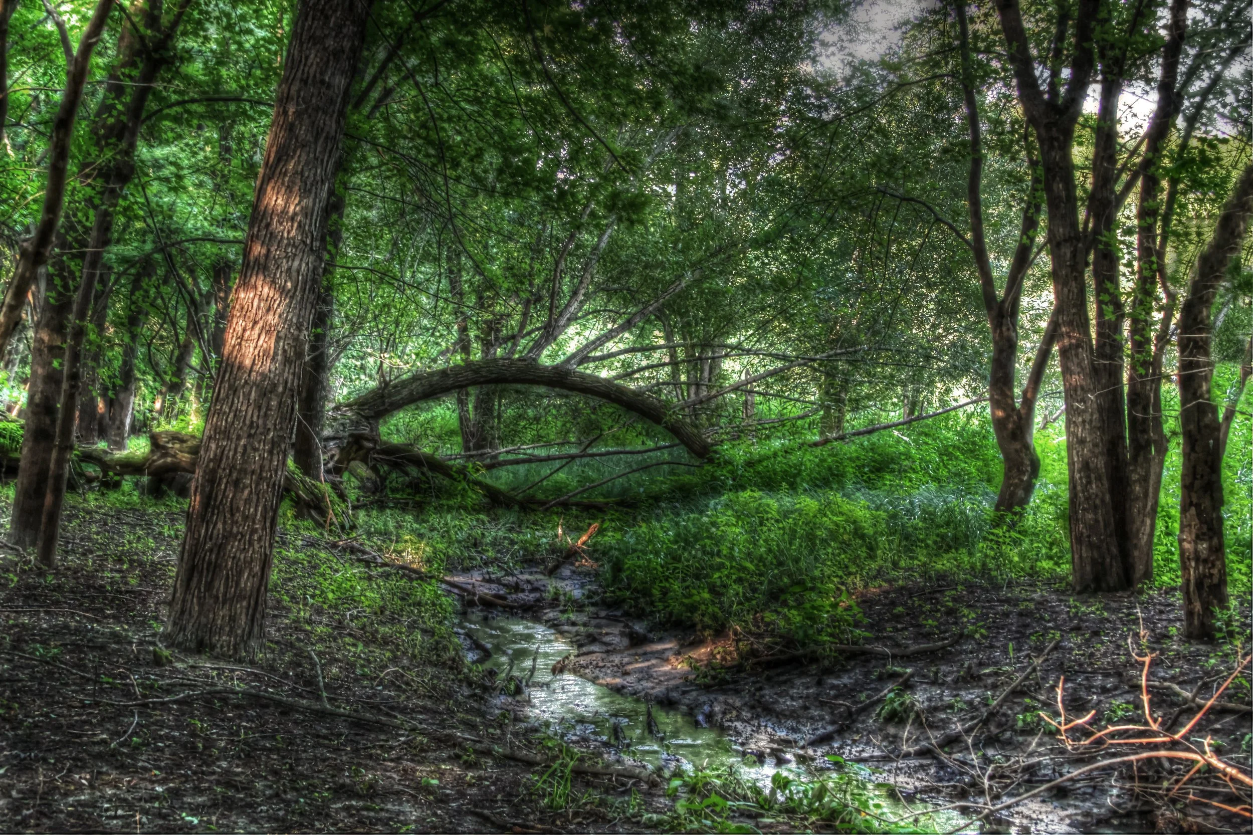 Streambed Deep in a Wood-Color