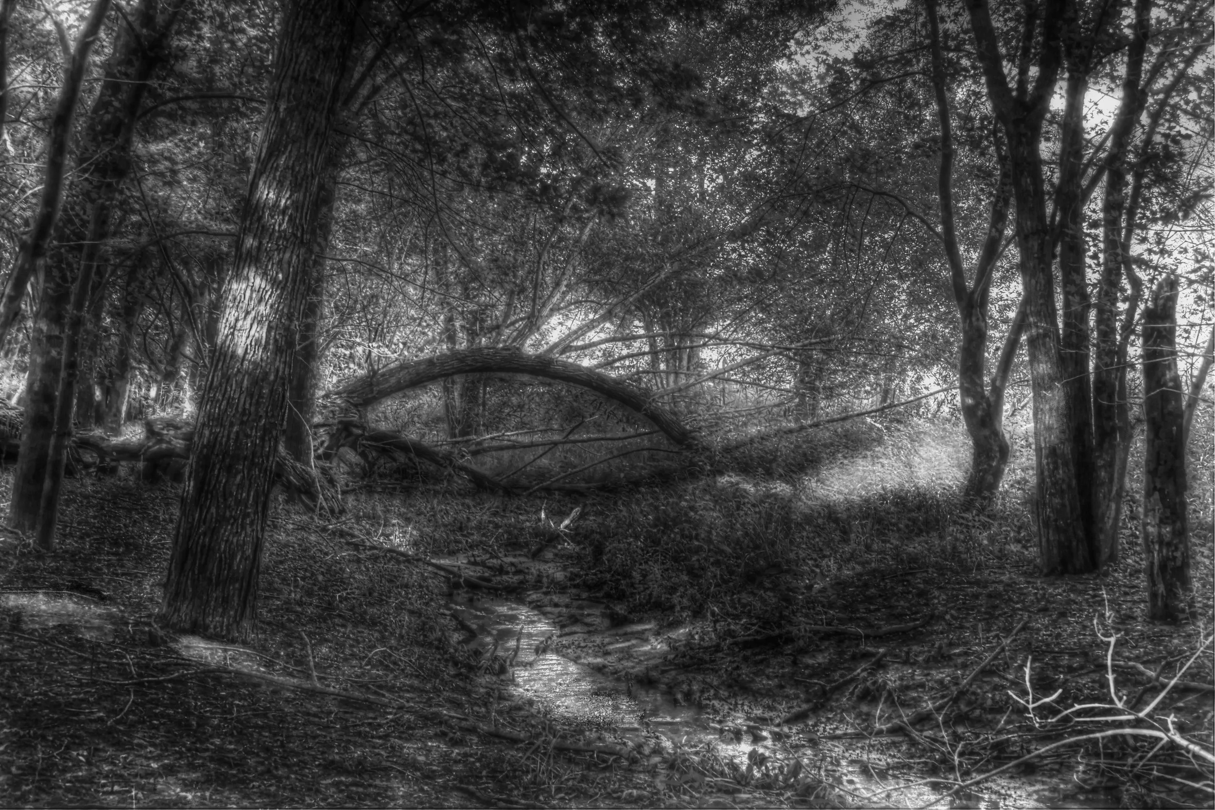 Streambed Deep in a Wood-B&W
