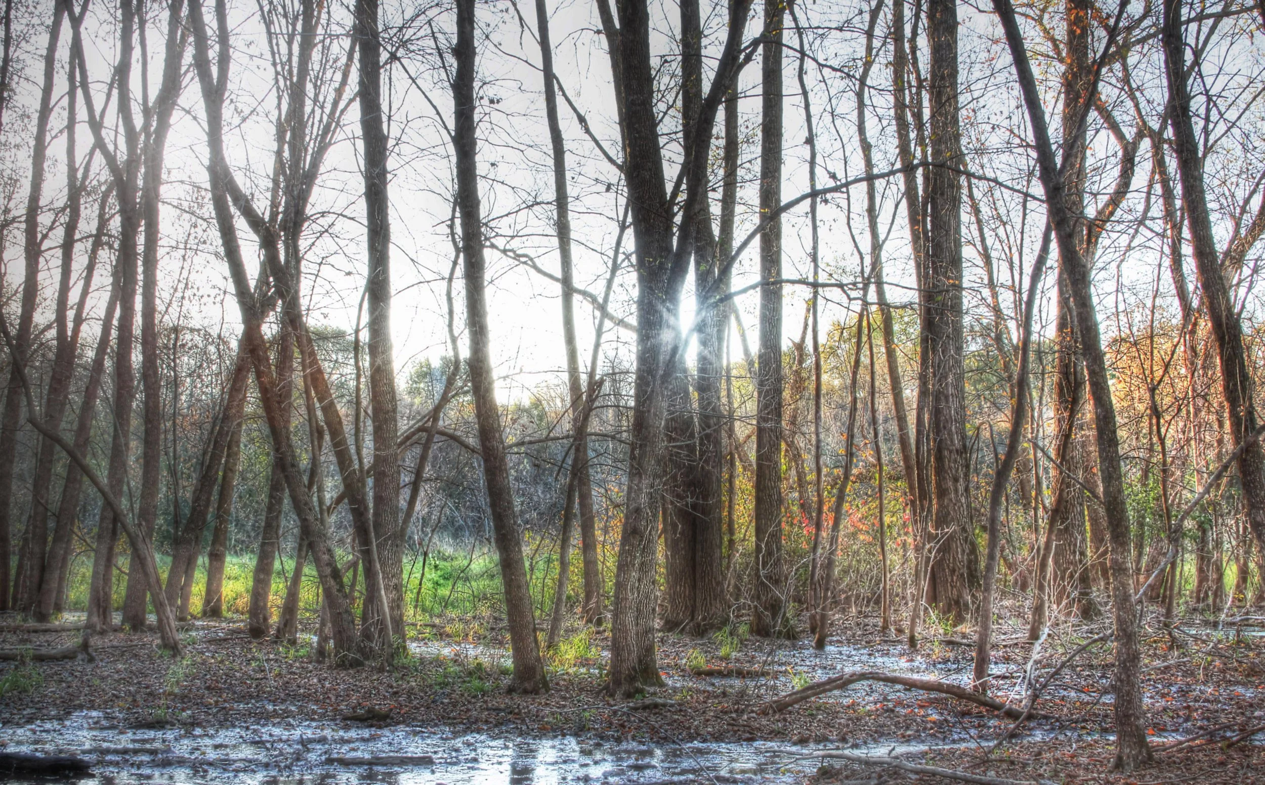 Dusk in an Autumn Wood