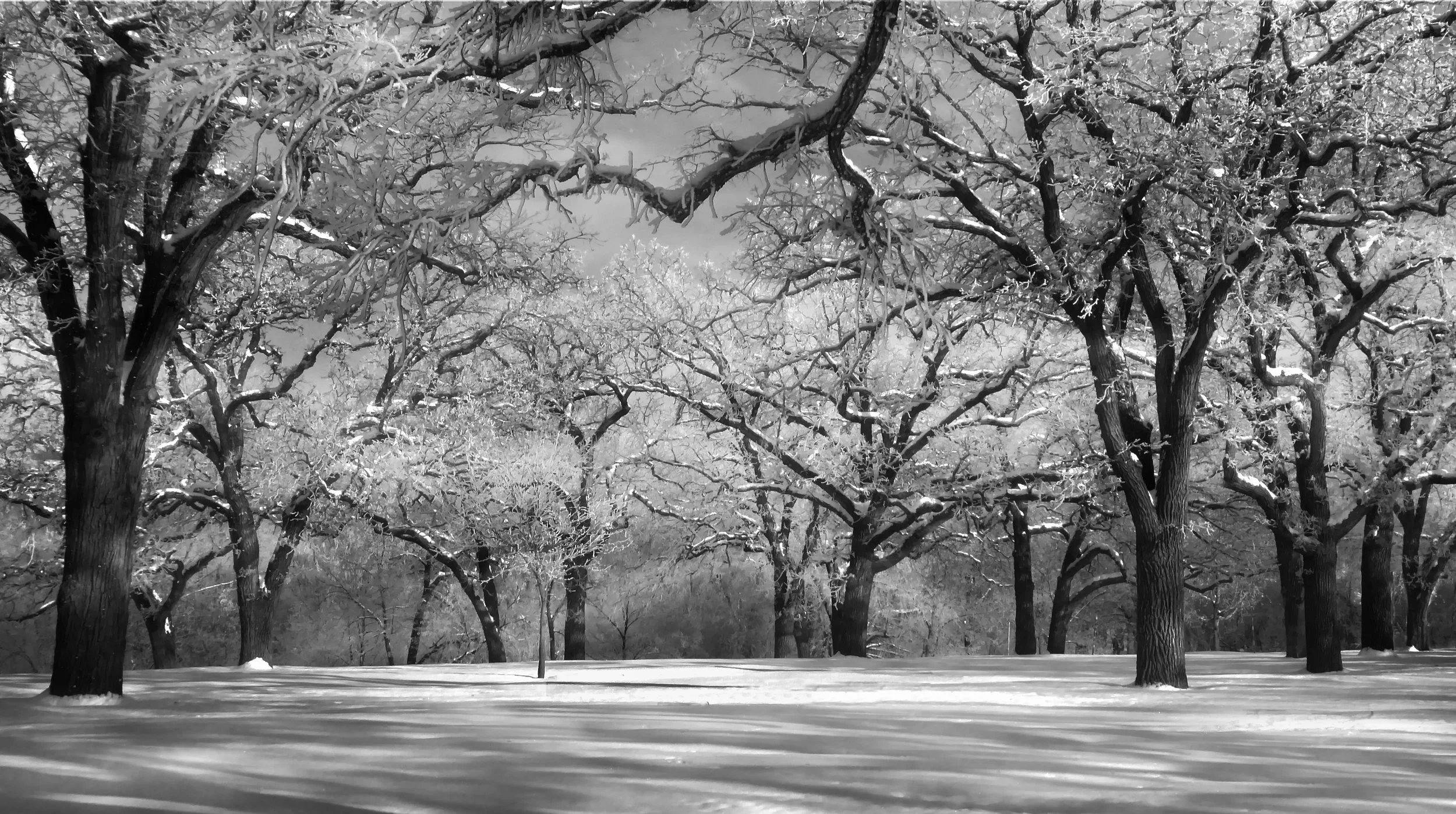 Winter Trees-B&W 