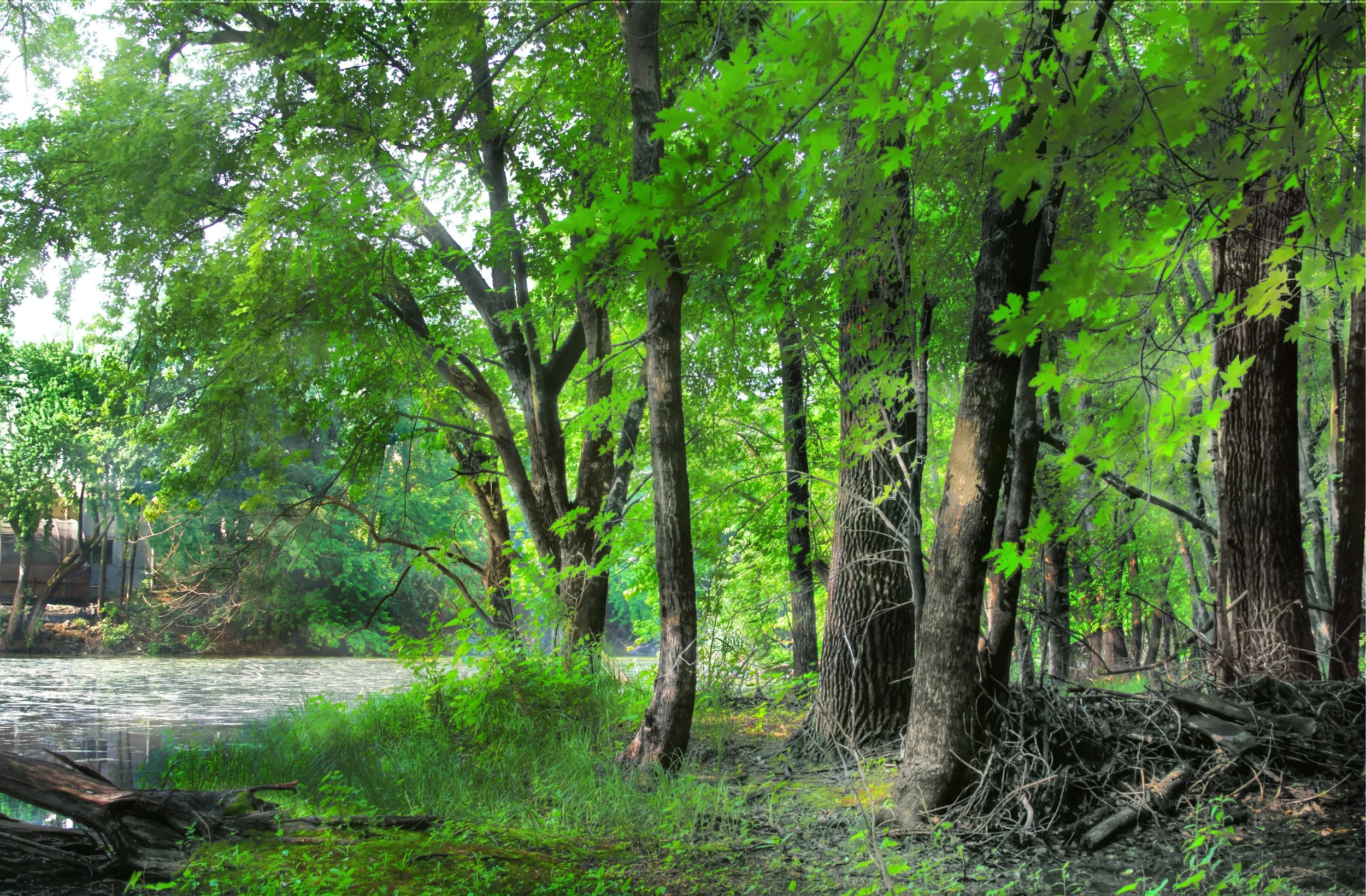 Riverbank Morning in Summer 