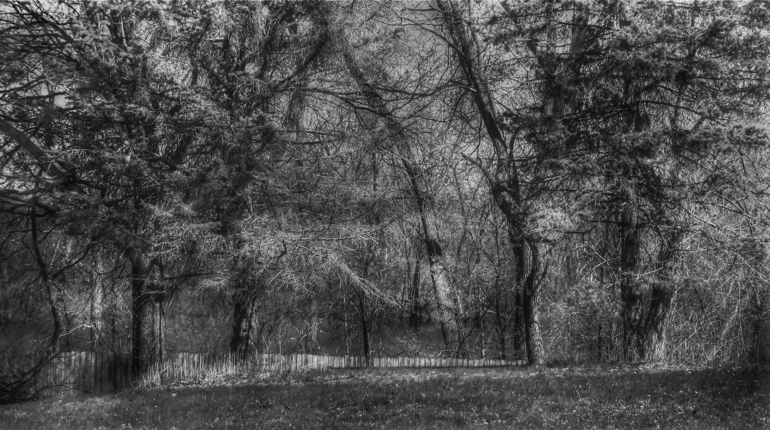 Woodline in Morning Light