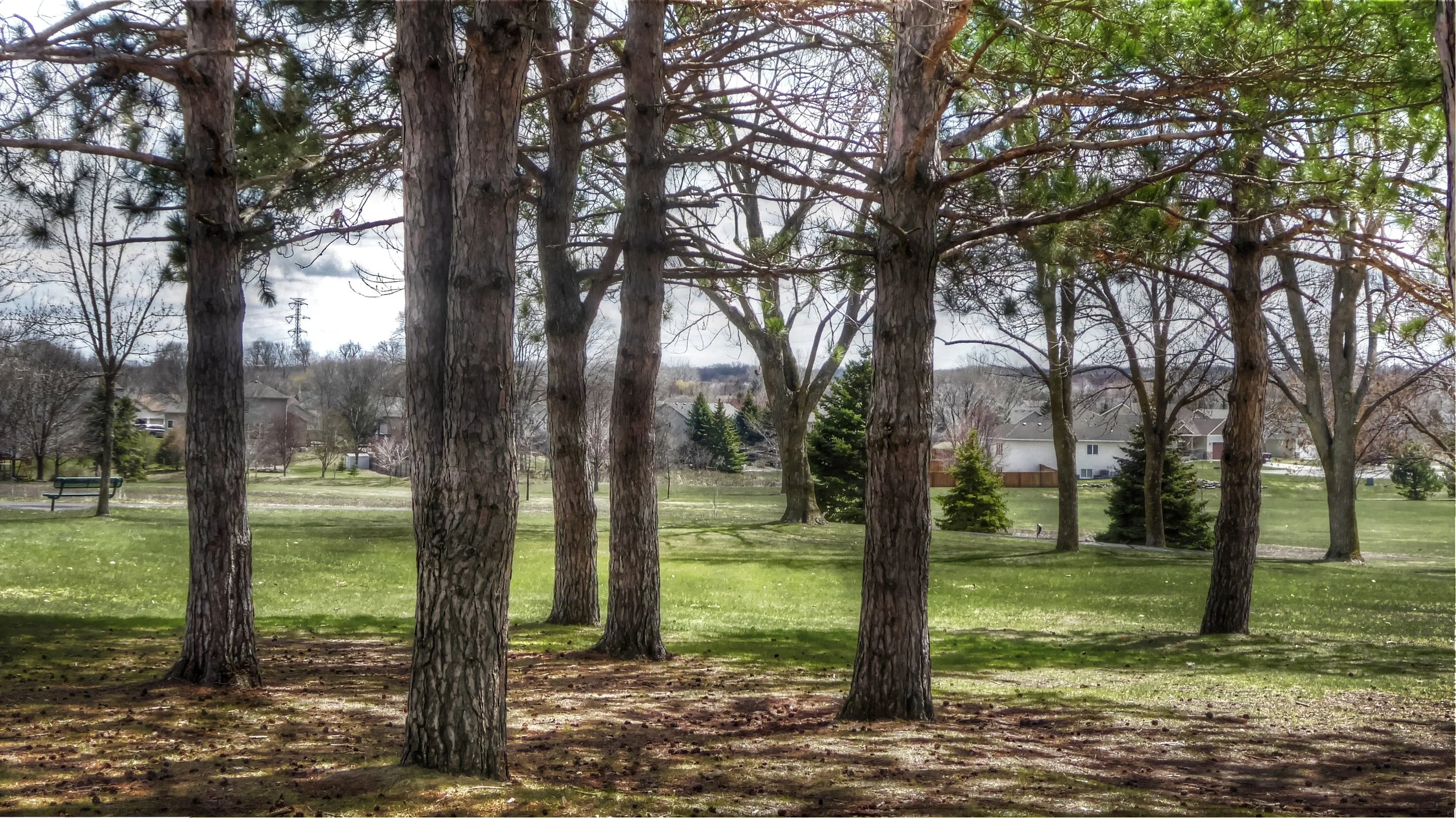 Stand of Trees in Public Park