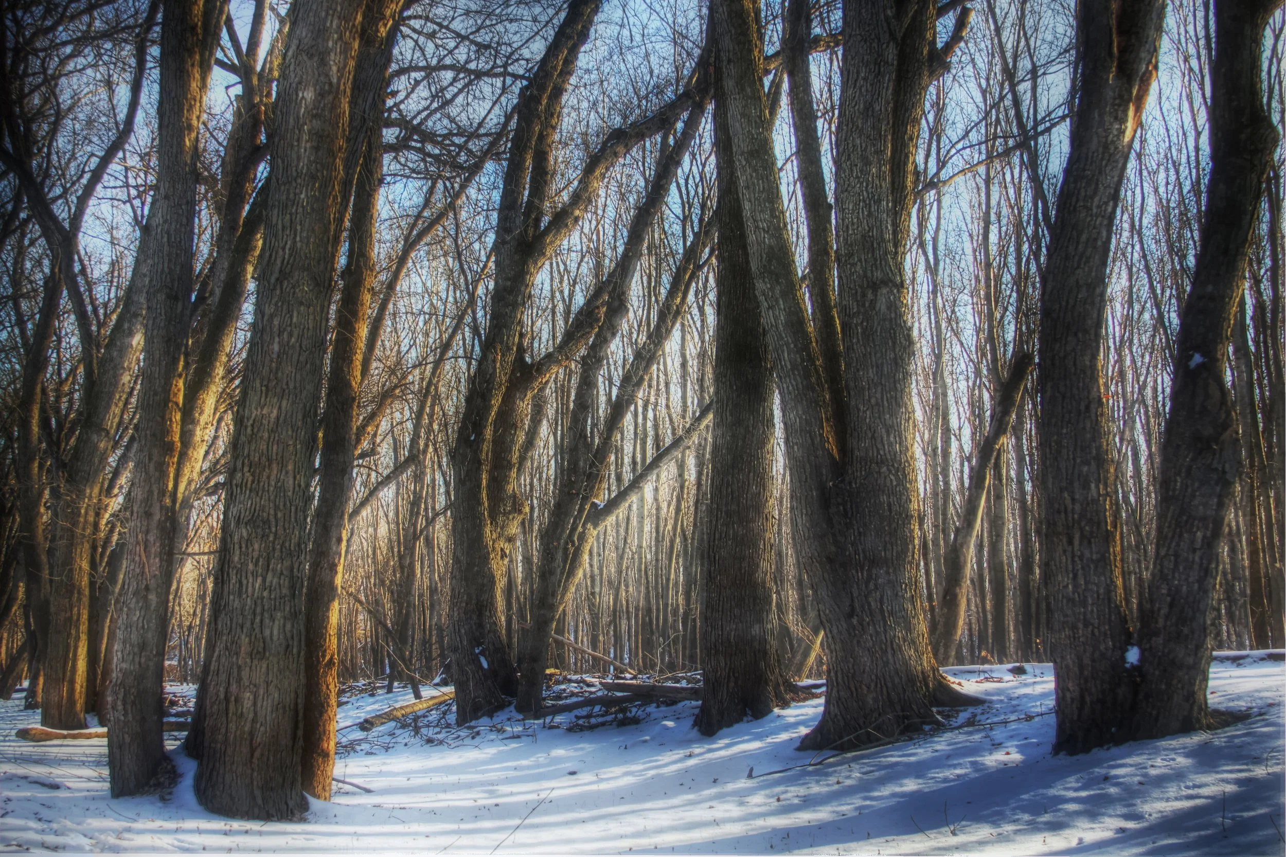 Ancient Riverbank Trees at Last Light