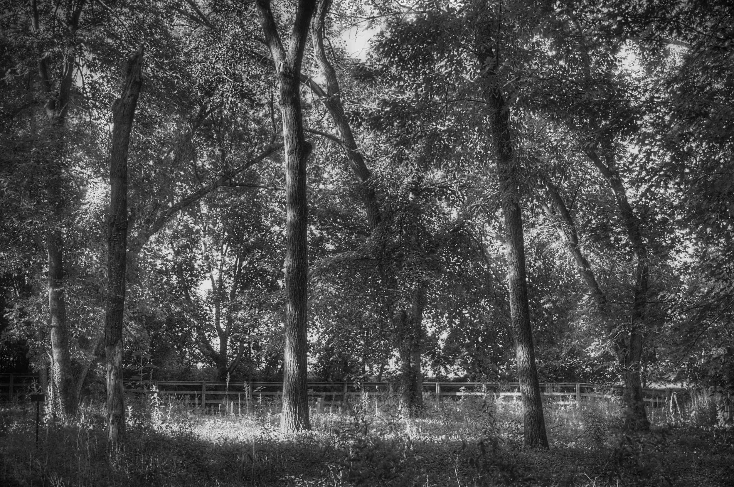 Trees in Morning Light-B&W