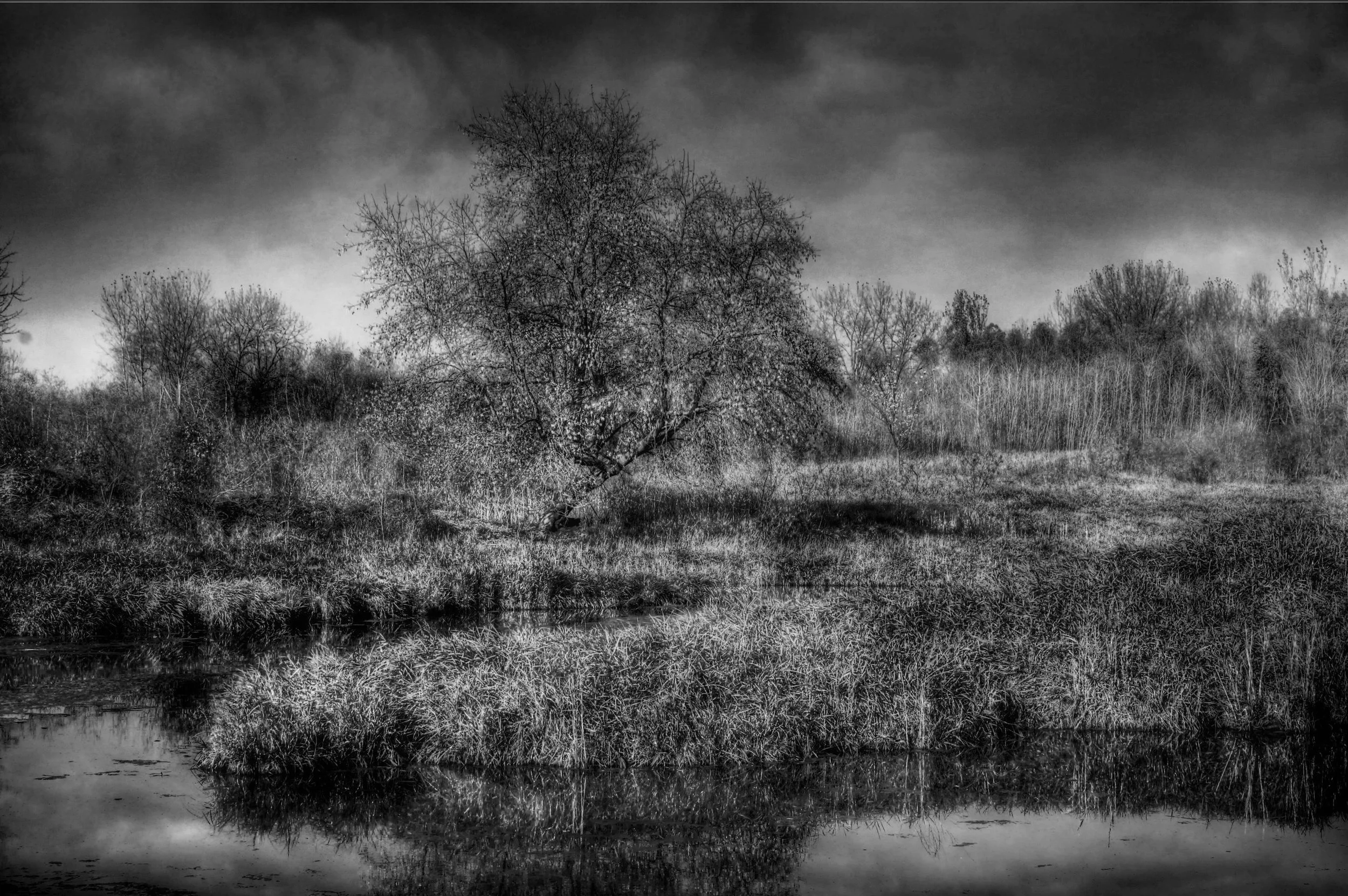  Wetlands-B&W