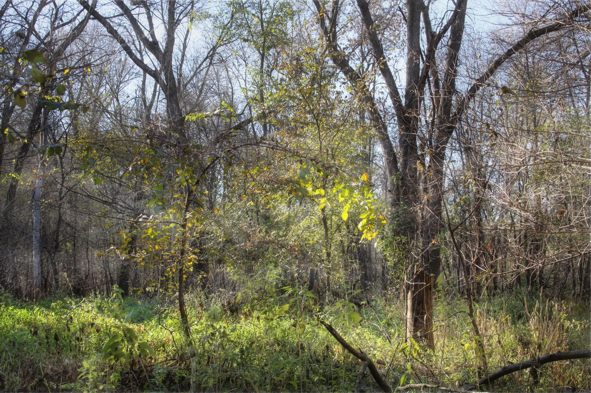 Backwoods at Last Light