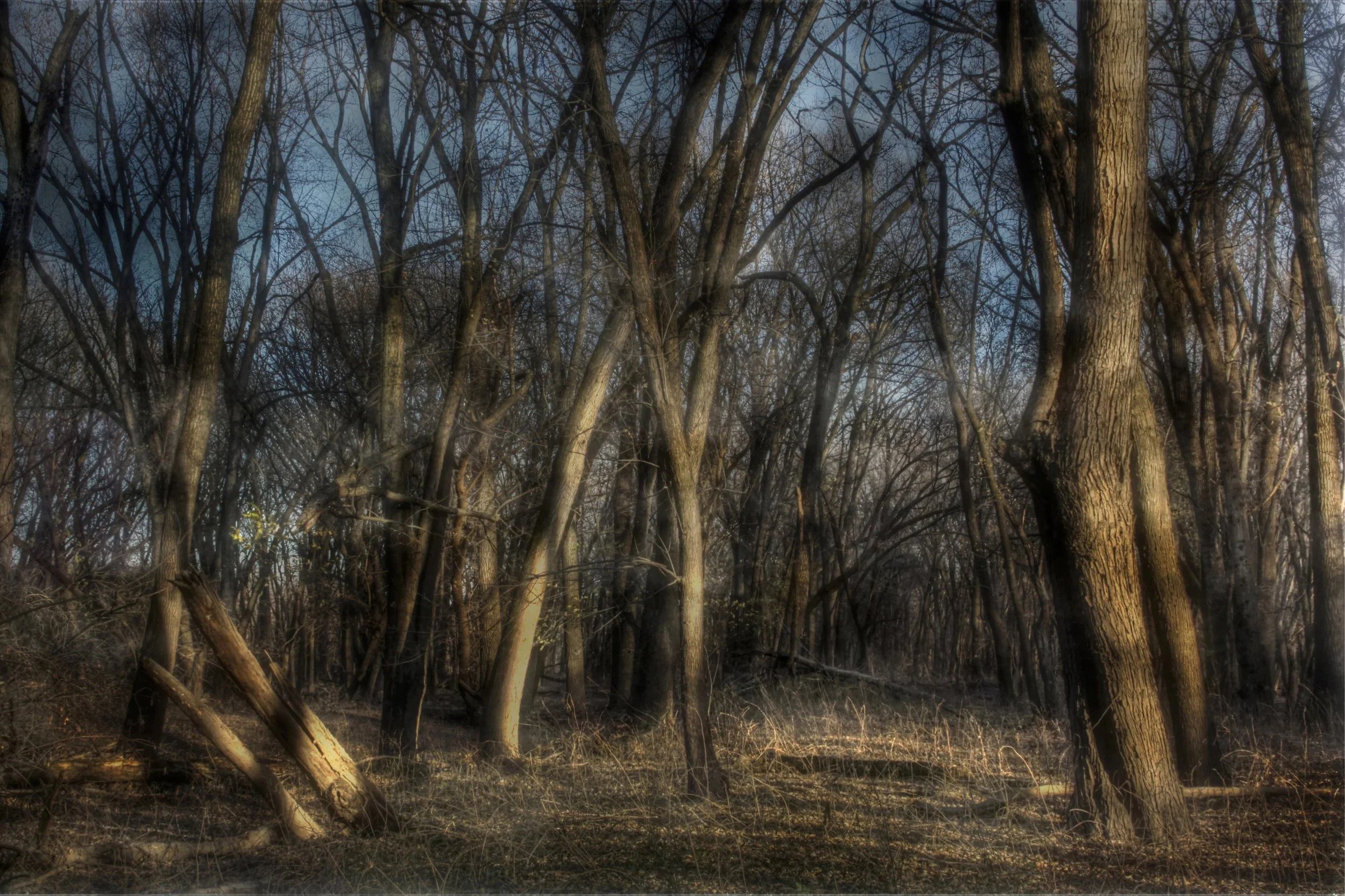 Darkening Woods