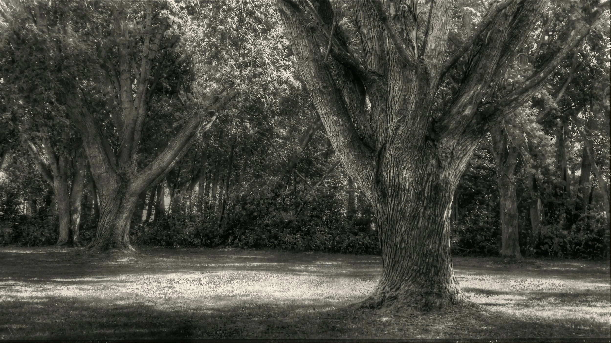 Trees in Afternoon Light