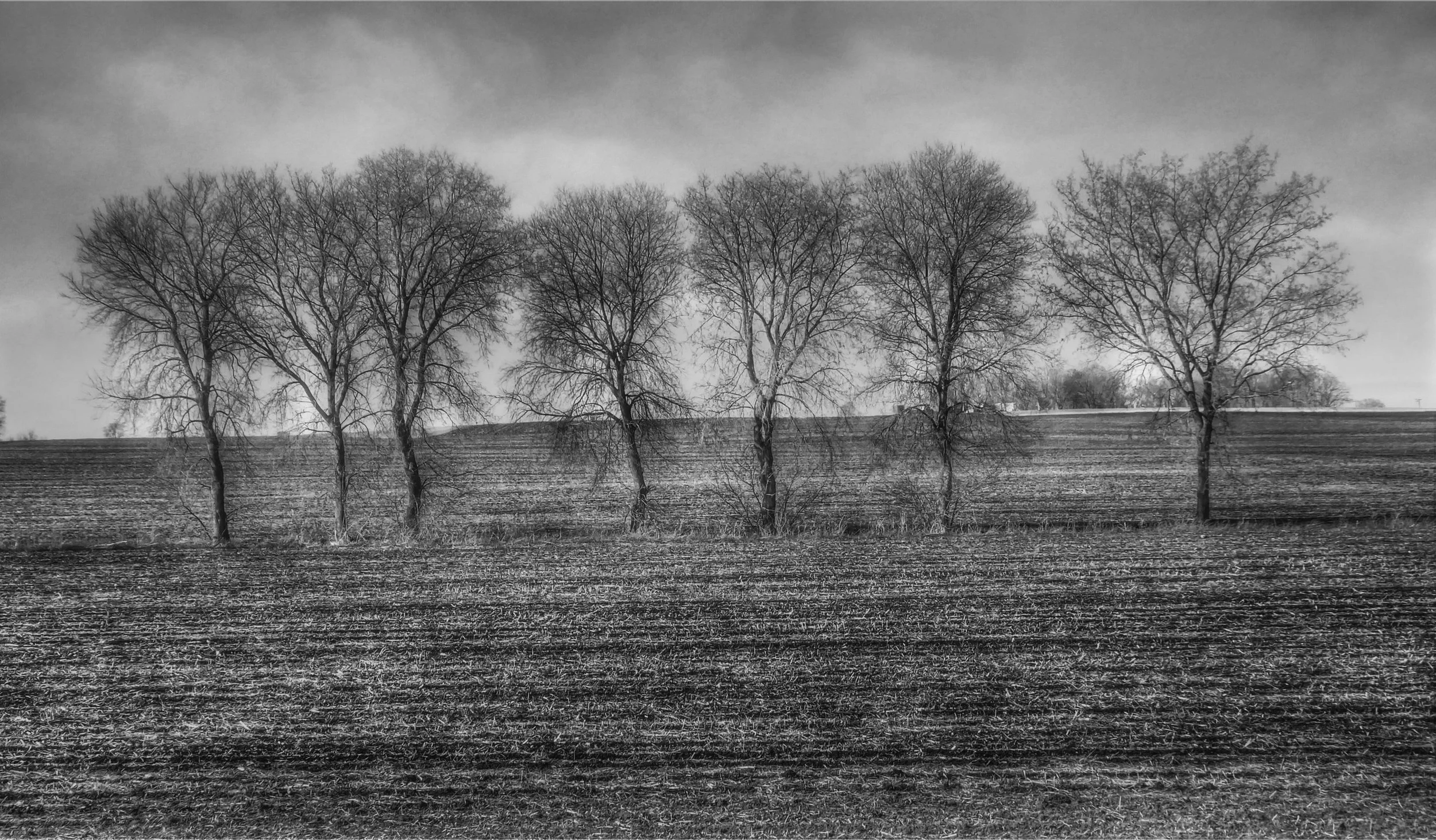 Field Trees