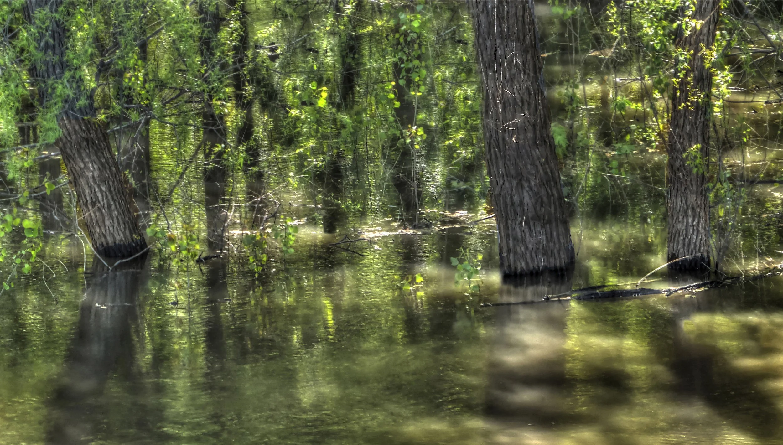 Flooded Trees