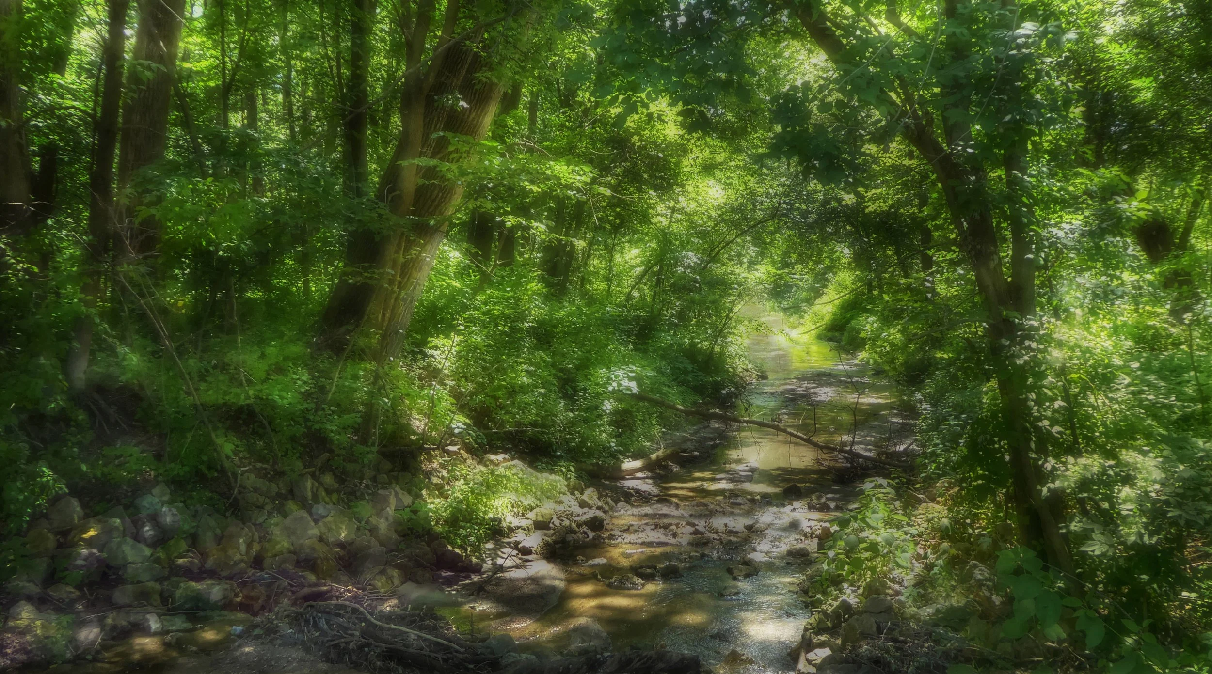 Summer Stream