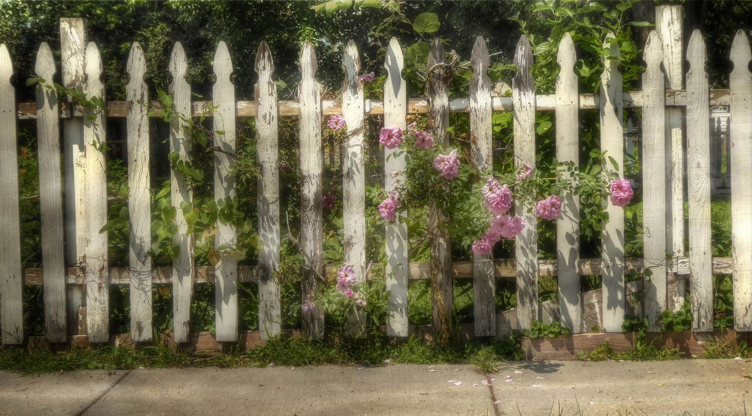 Fence and Roses