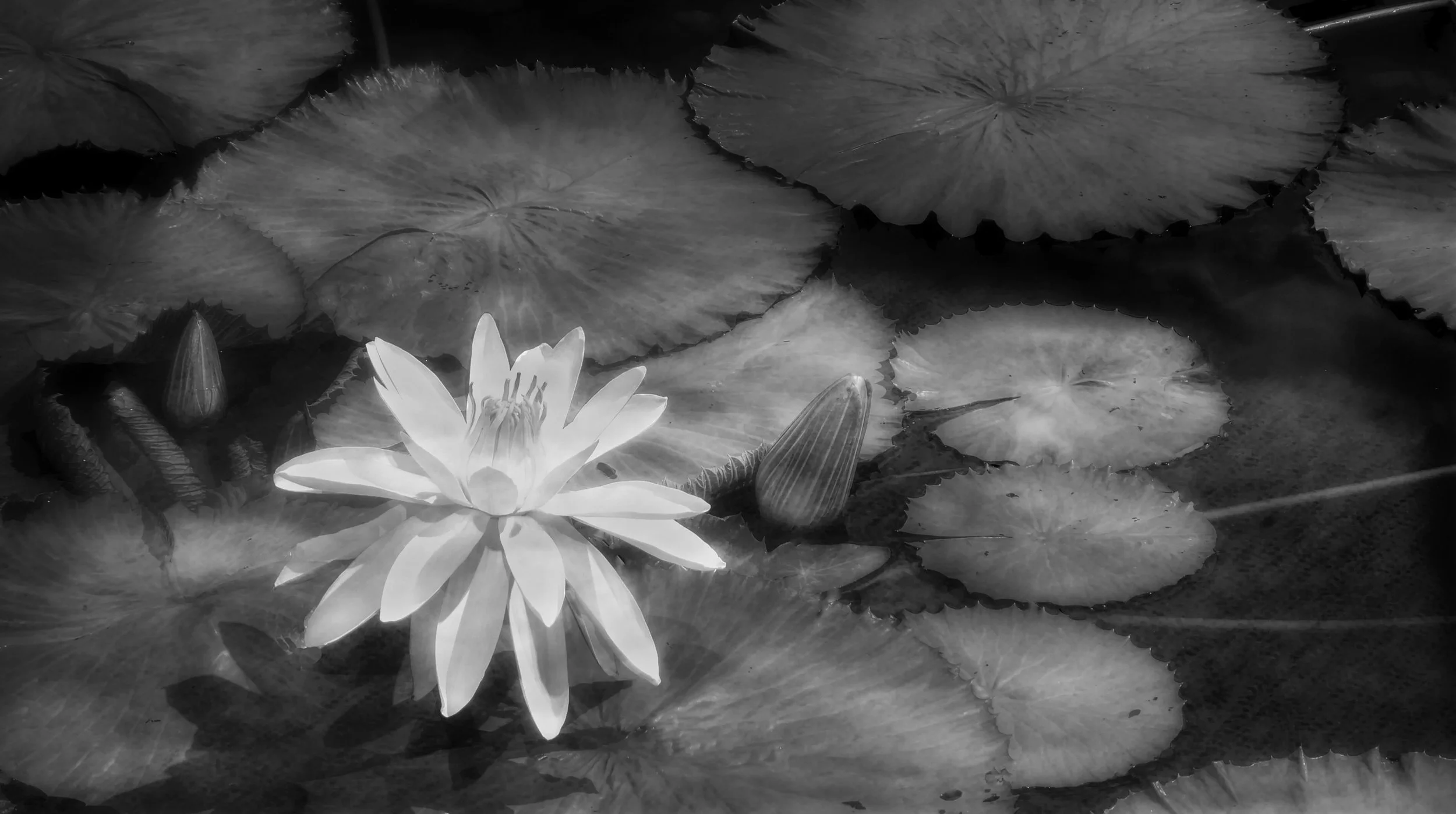 Water Lillies