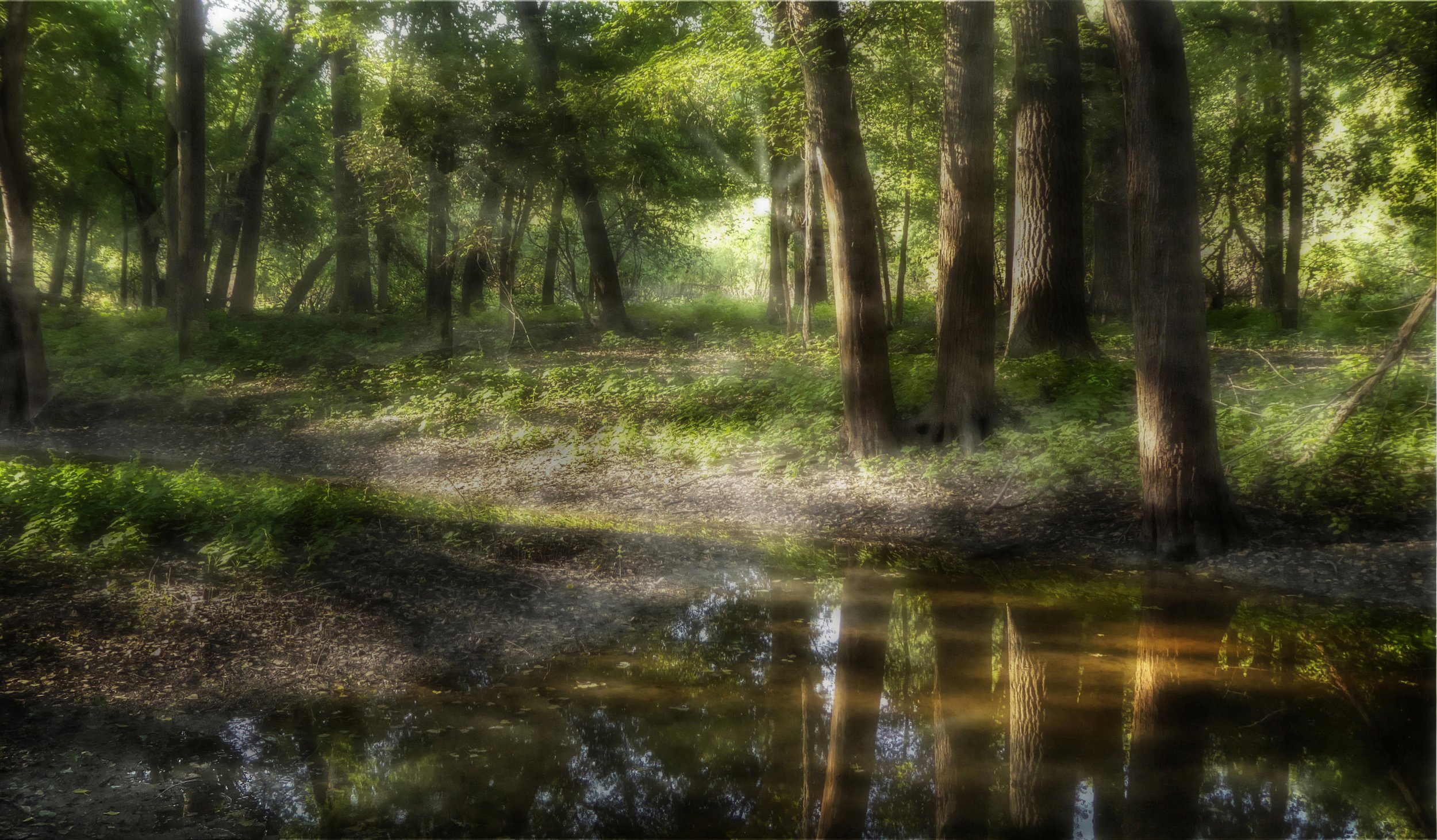 Woods at Early Morning