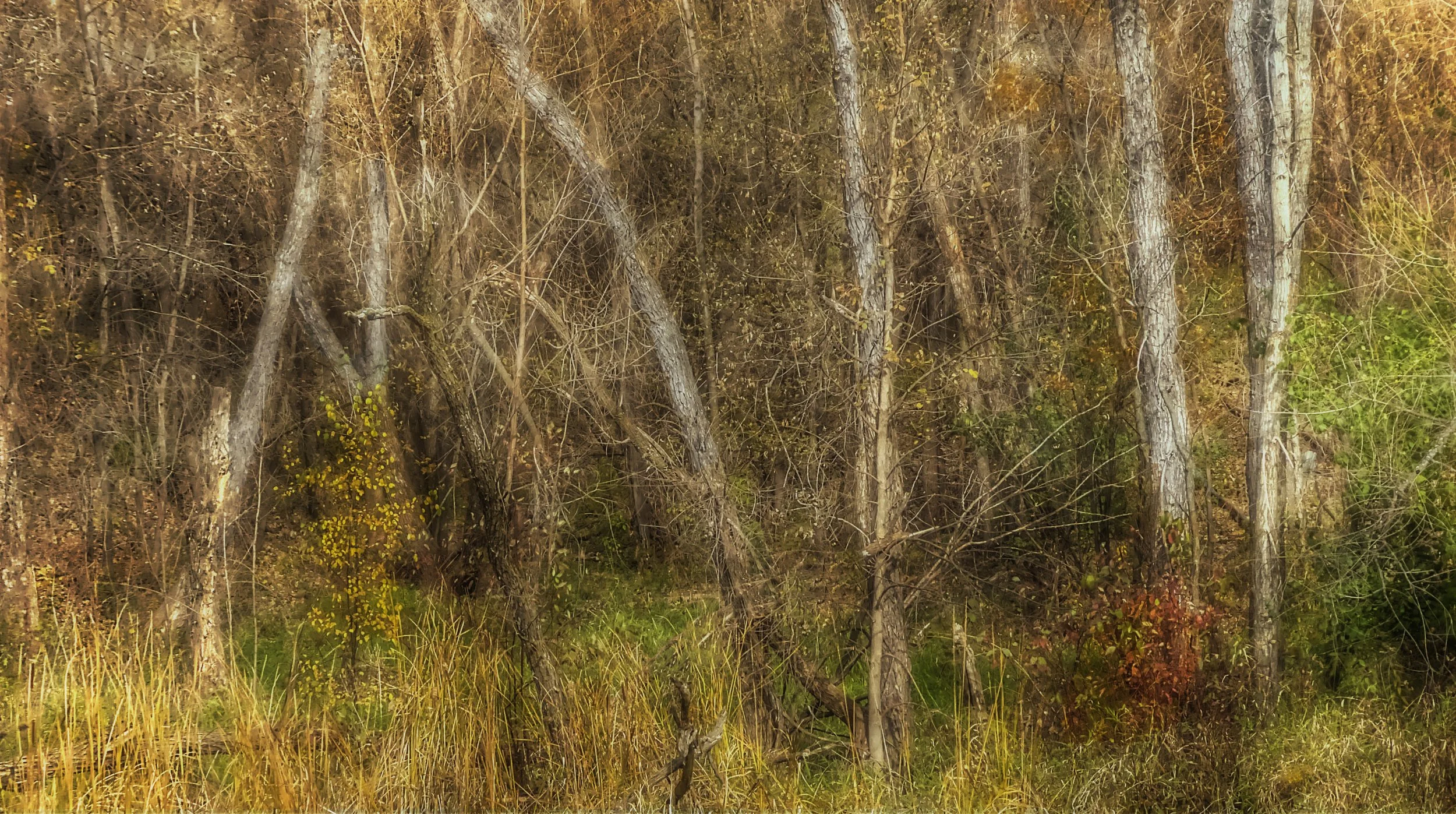 Autumn Tree Grouping II