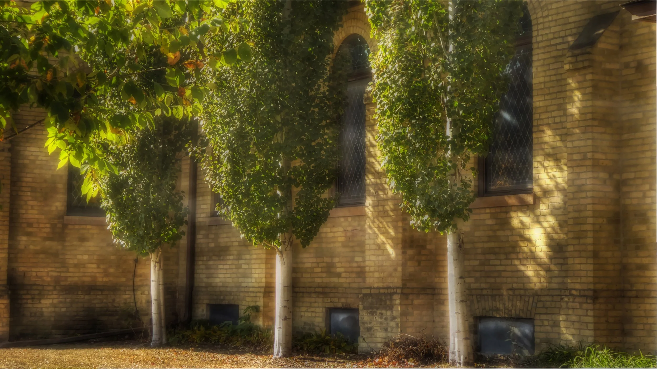 Trees in Morning Light