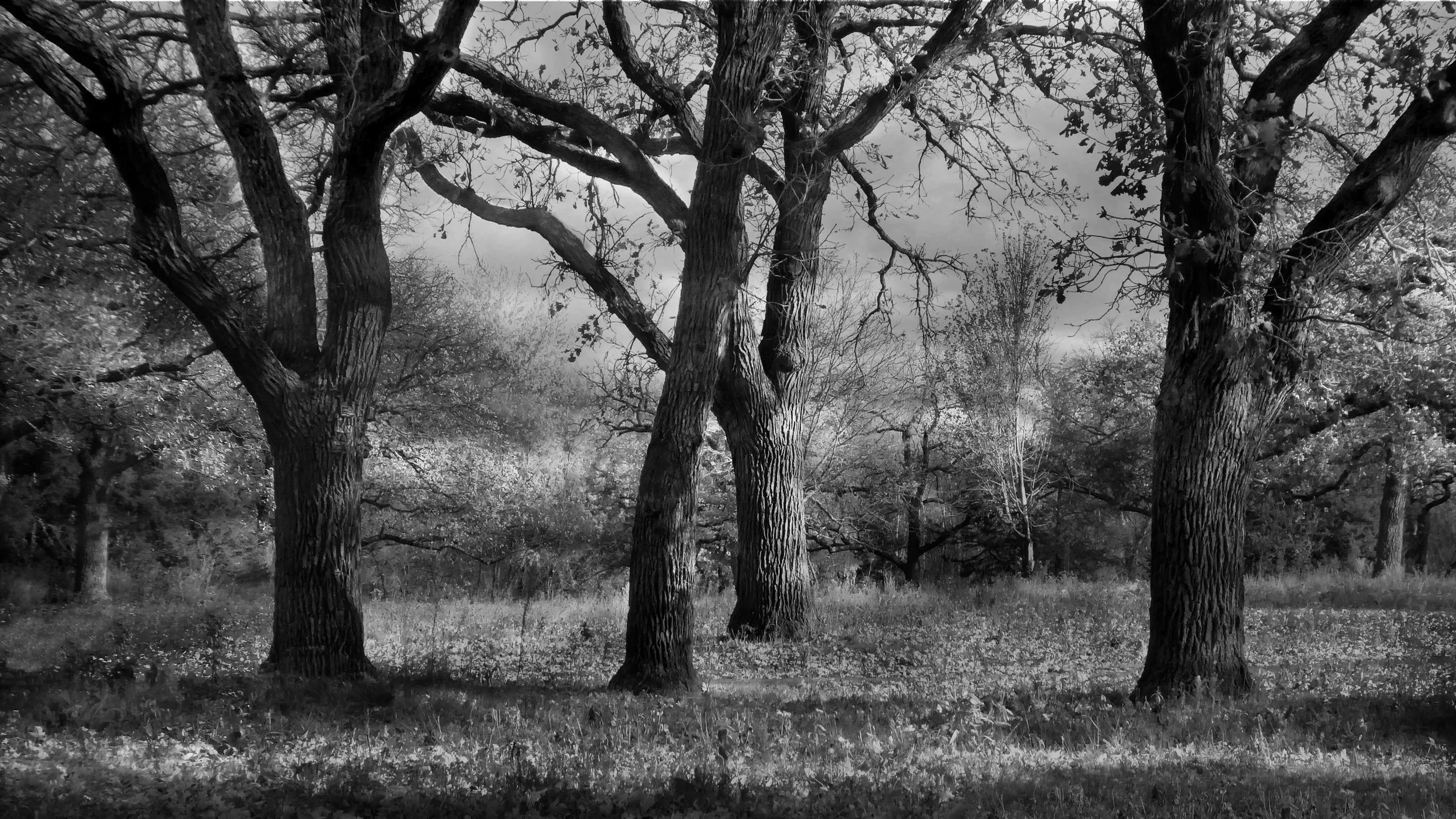 Autumn Trees-B&W