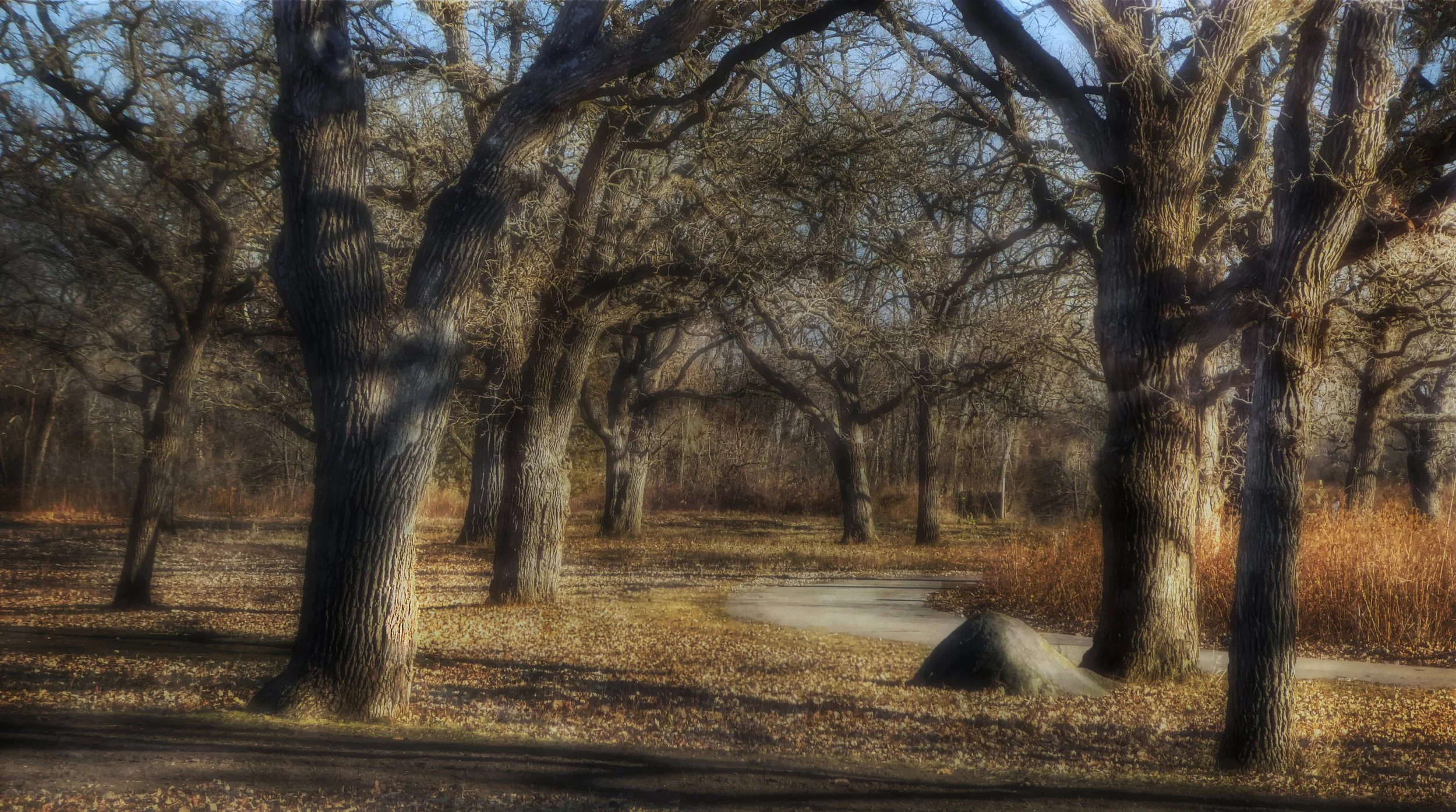 Walking Path through Late Afternoon Trees