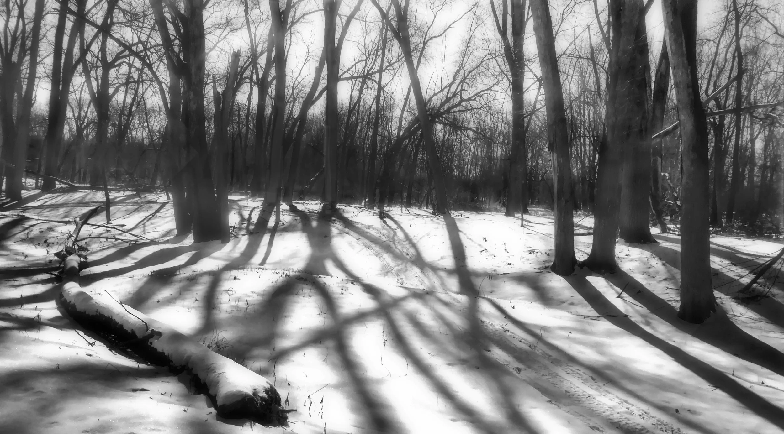 Woods Cold and Silent