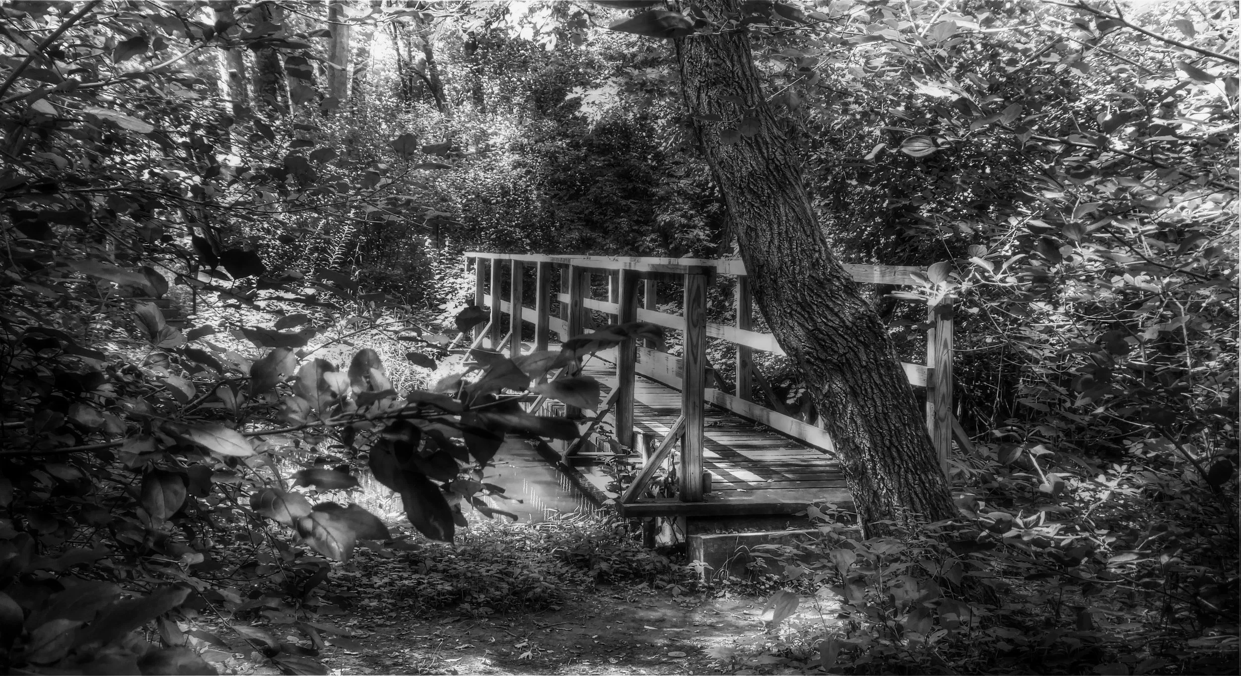 Woodland Footbridge