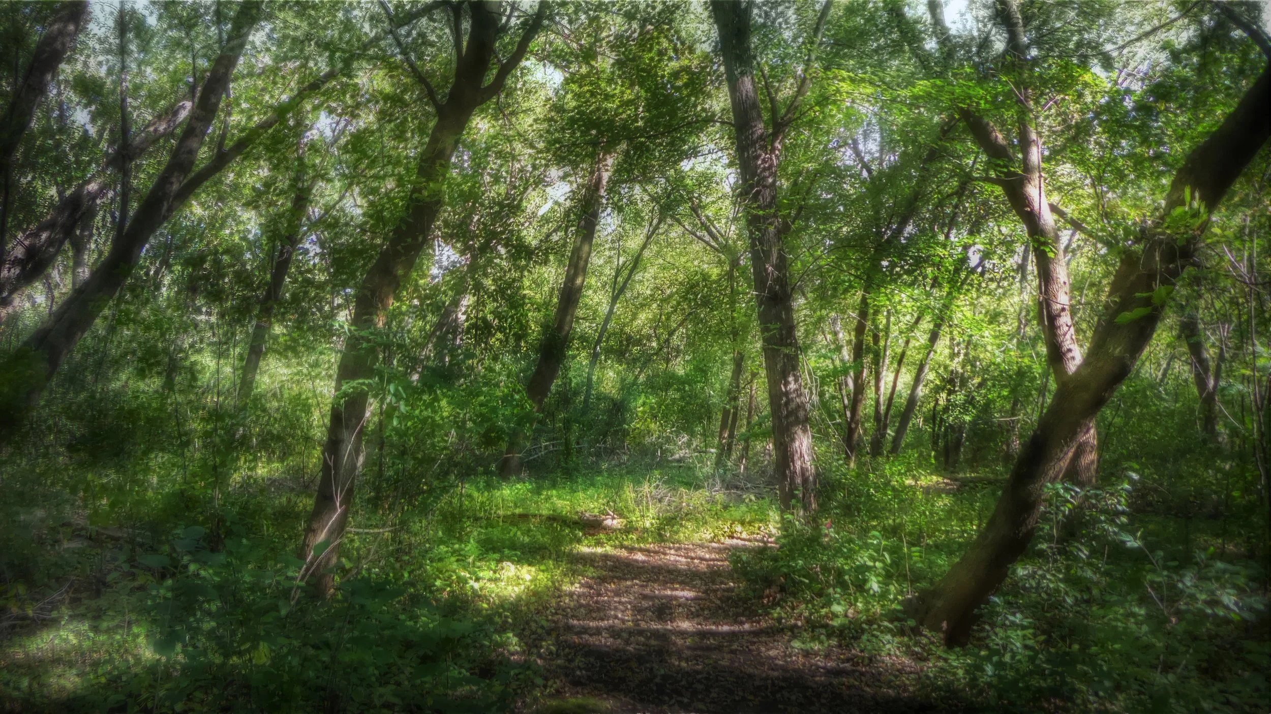 Woodland Path-Color