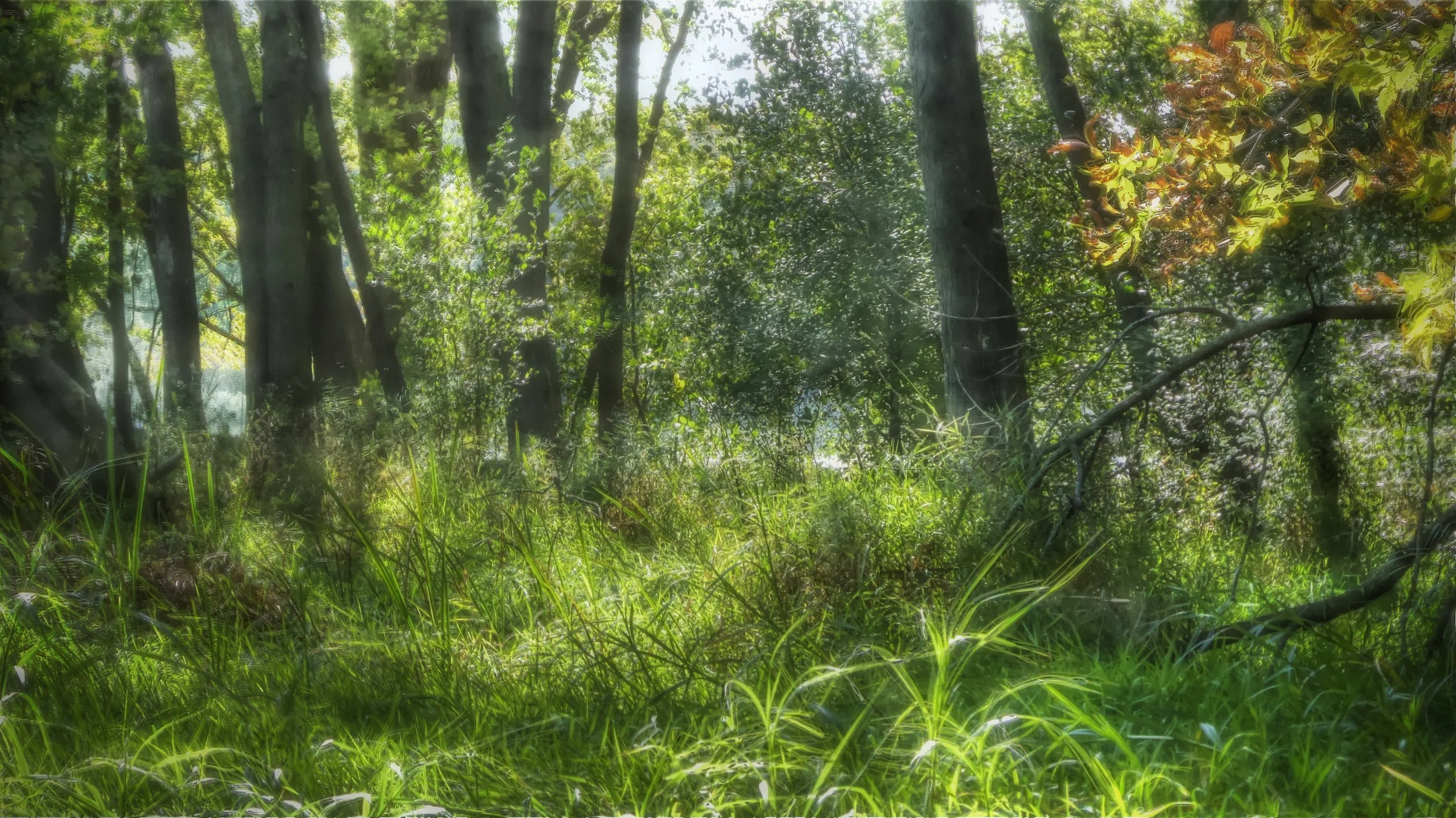 Glade at Summer's End