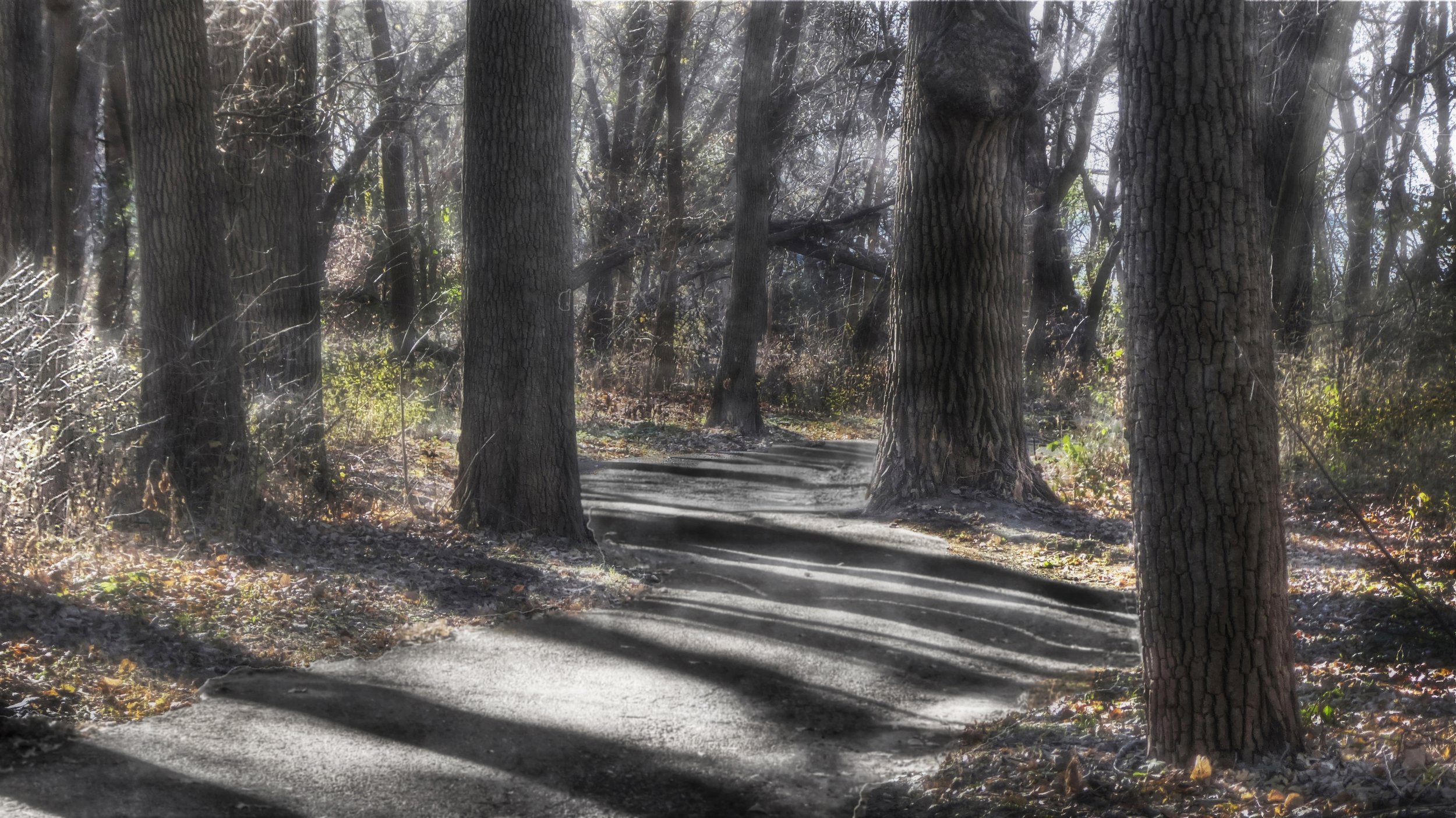 Path through a November Wood
