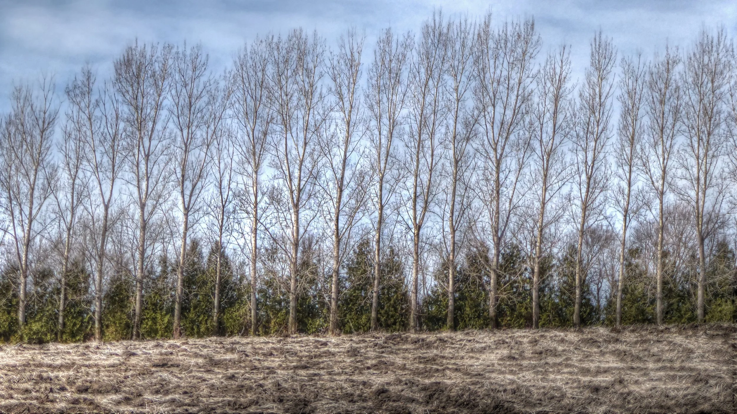 Windbreak