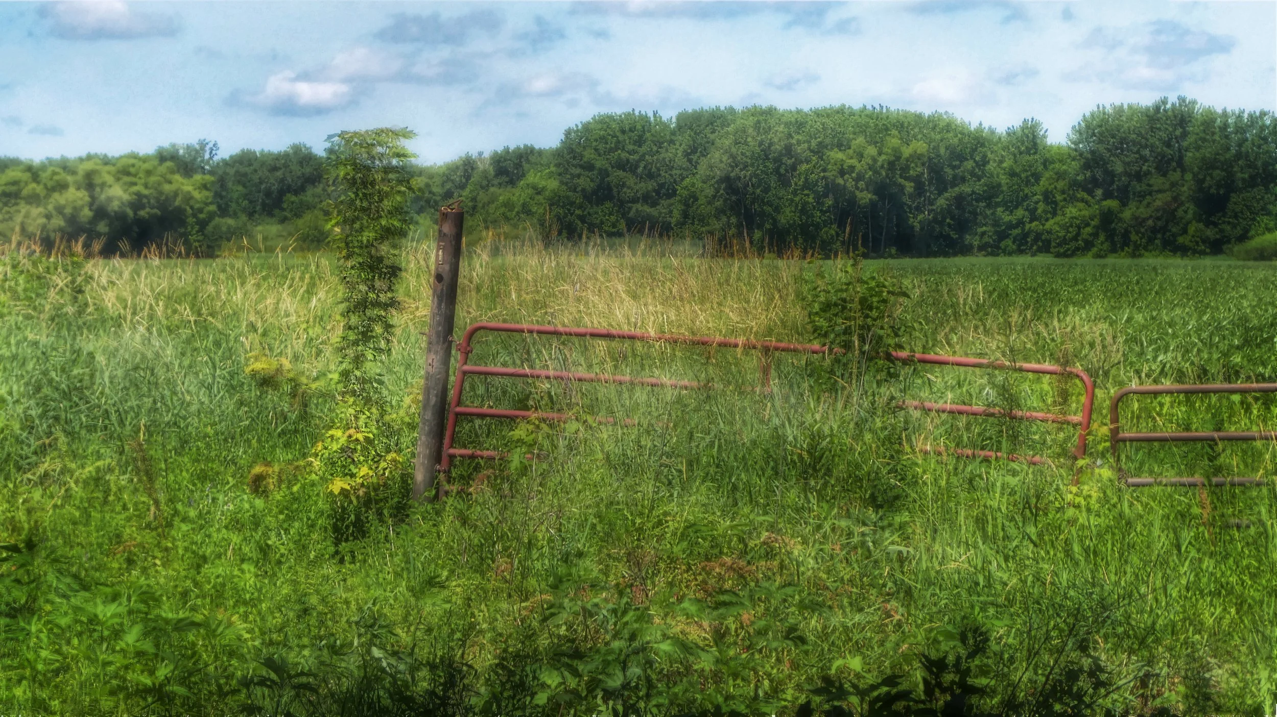 Summer Landscape