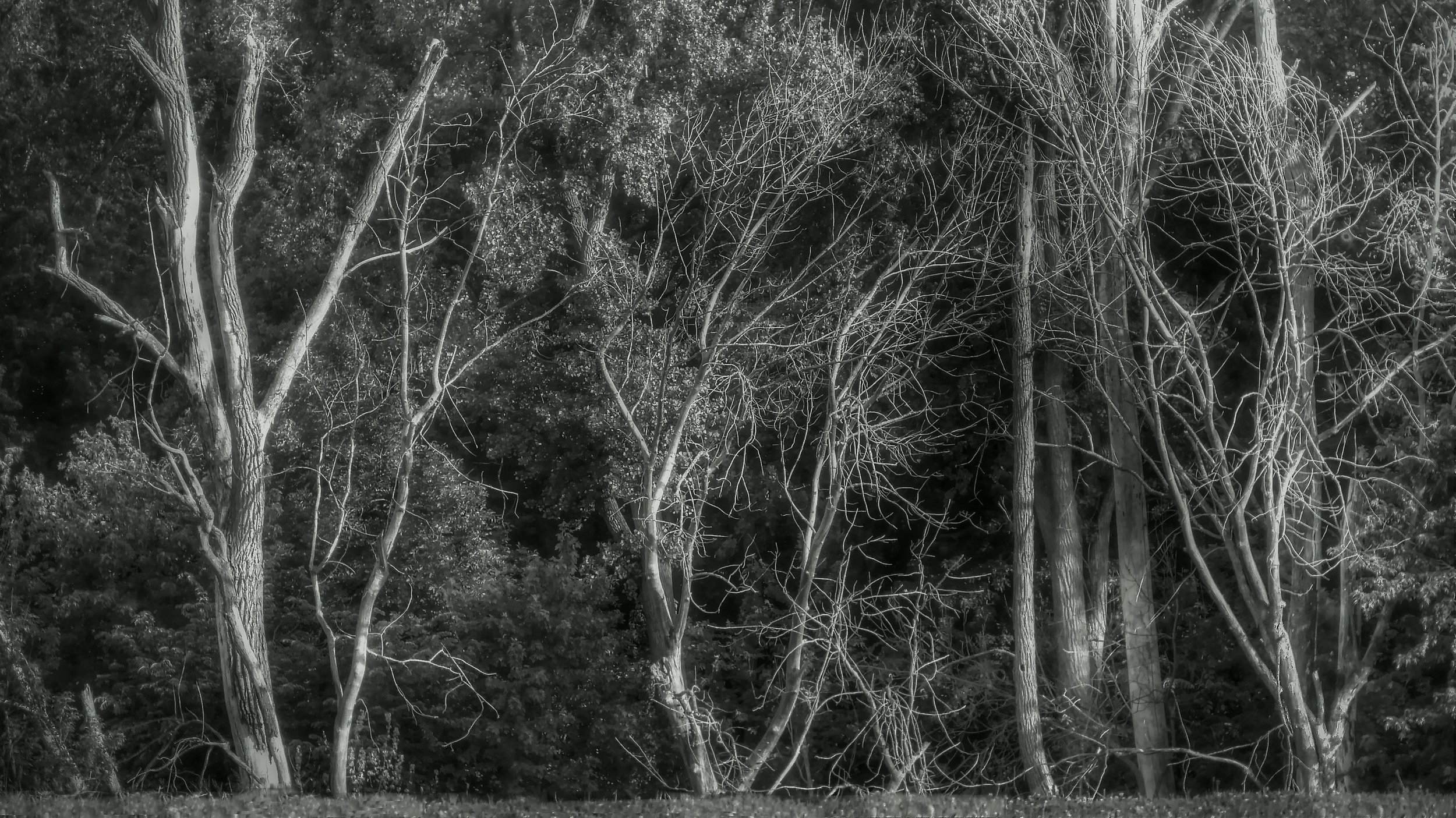 River Bank Trees at Dusk