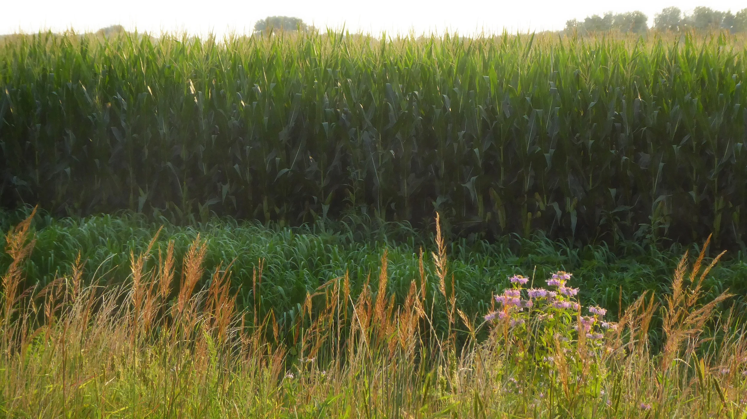 Cornfield