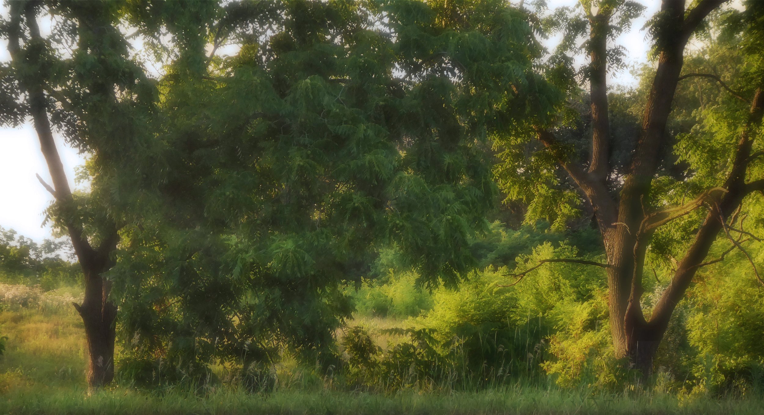Evening Trees