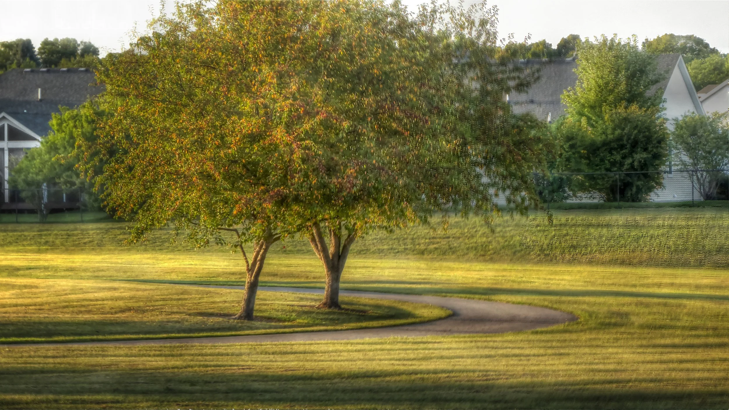 Two Trees